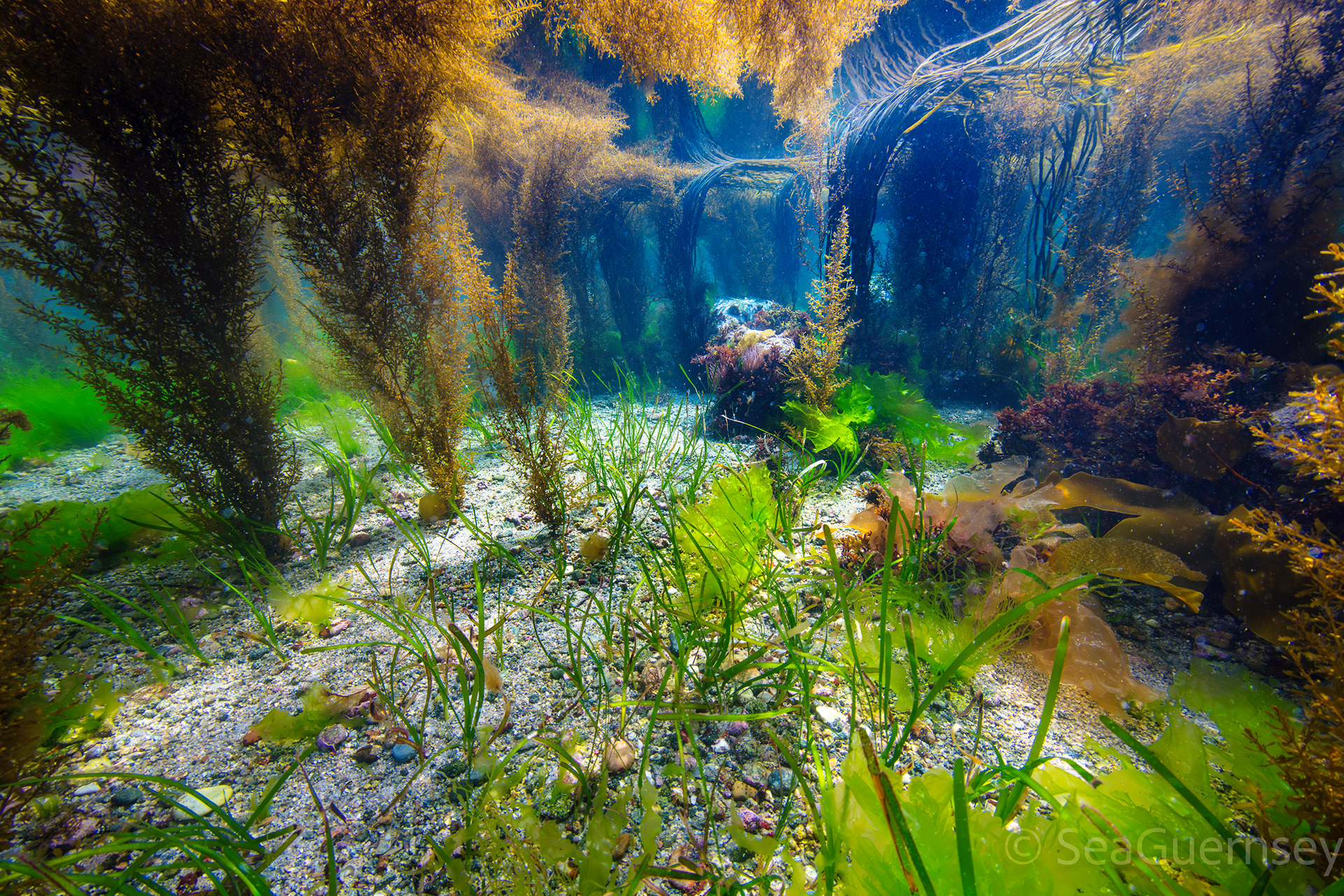Eelgrass (Zostera marina) and various seaweeds amongst a forest of Wireweed (Sargassum muticum)and Thongweed (Himanthalia elongata). West coast.