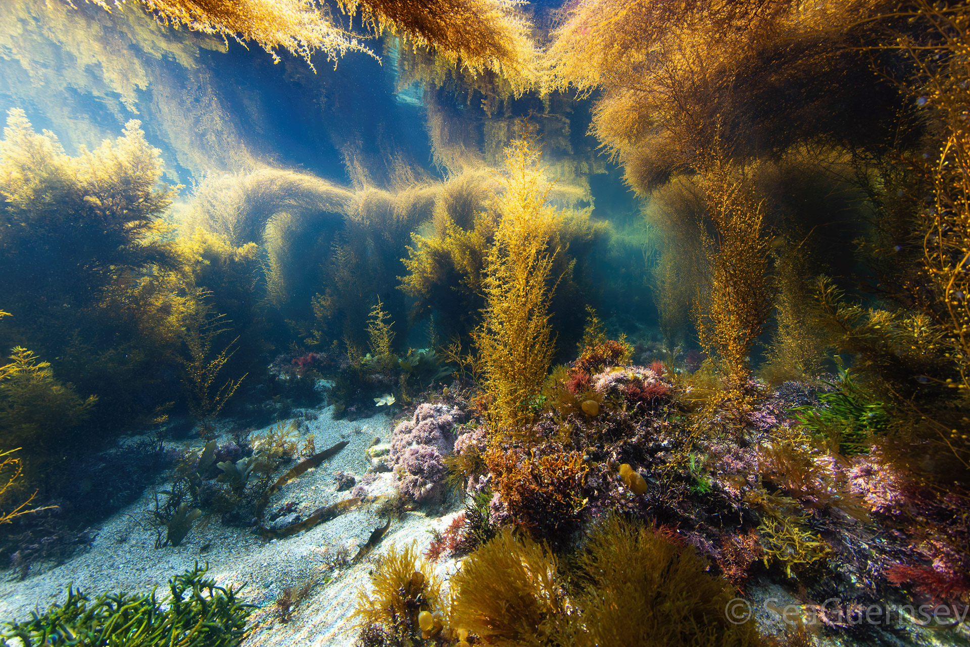 Mixed brown, red and green seaweeds in a forest of Wireweed (Sargassum muticum)