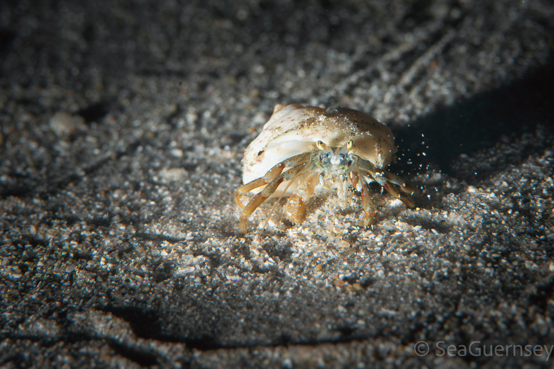 Hermit crab, west coast of Guernsey