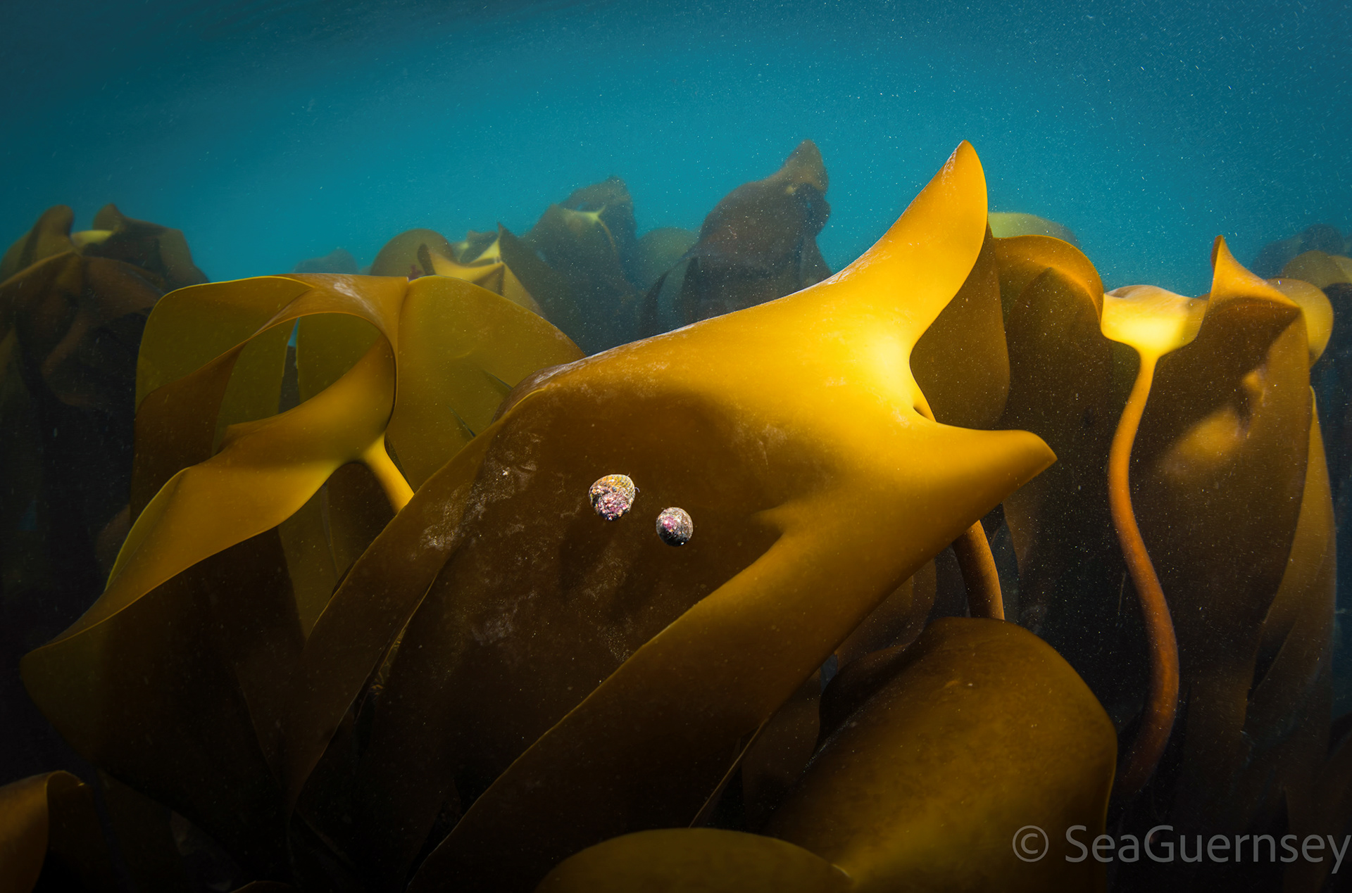 Golden Kelp (Laminaria ochroleuca), in Belle Grève Bay