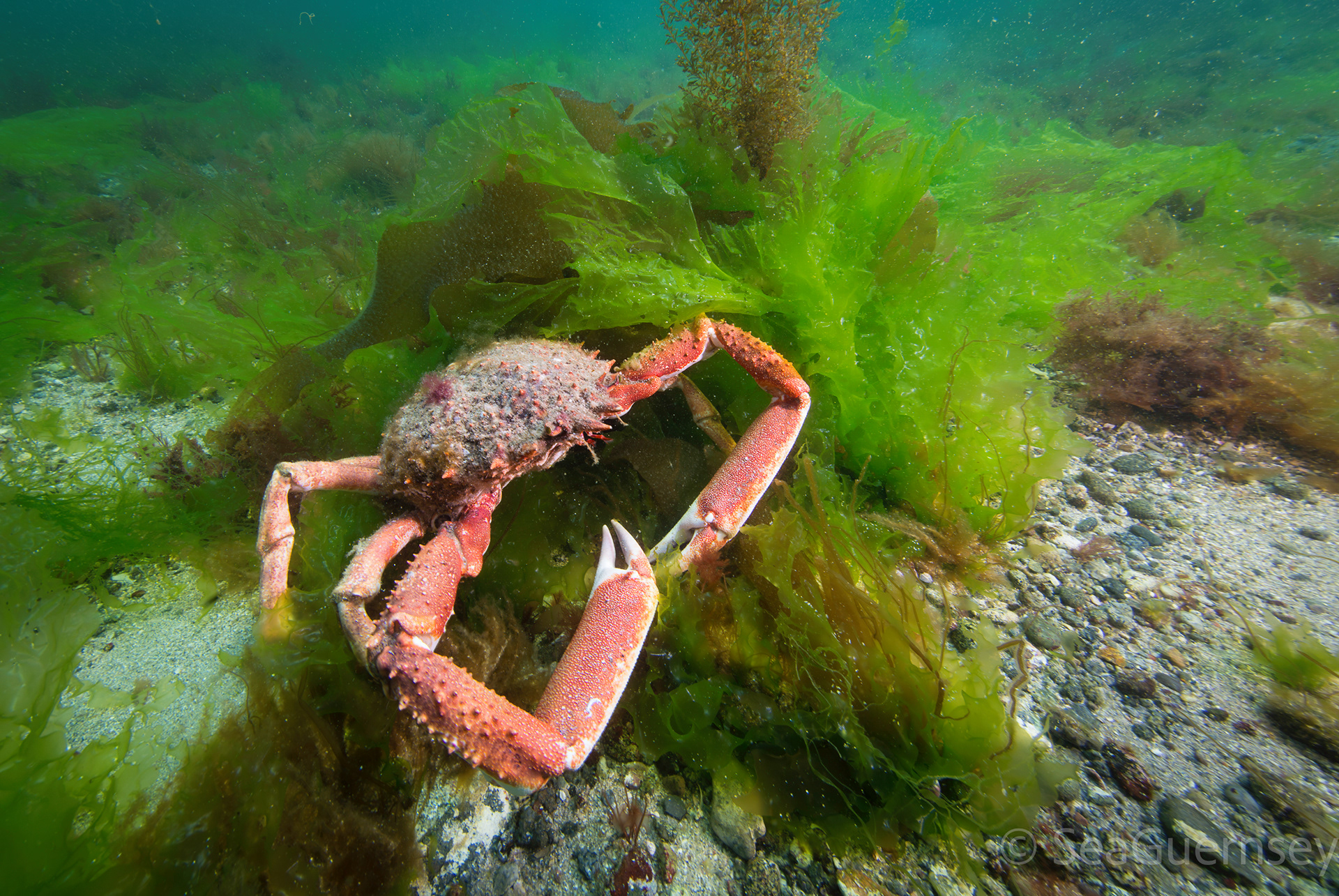 Spiny spider crab (Maja squinado), west coast of Guernsey