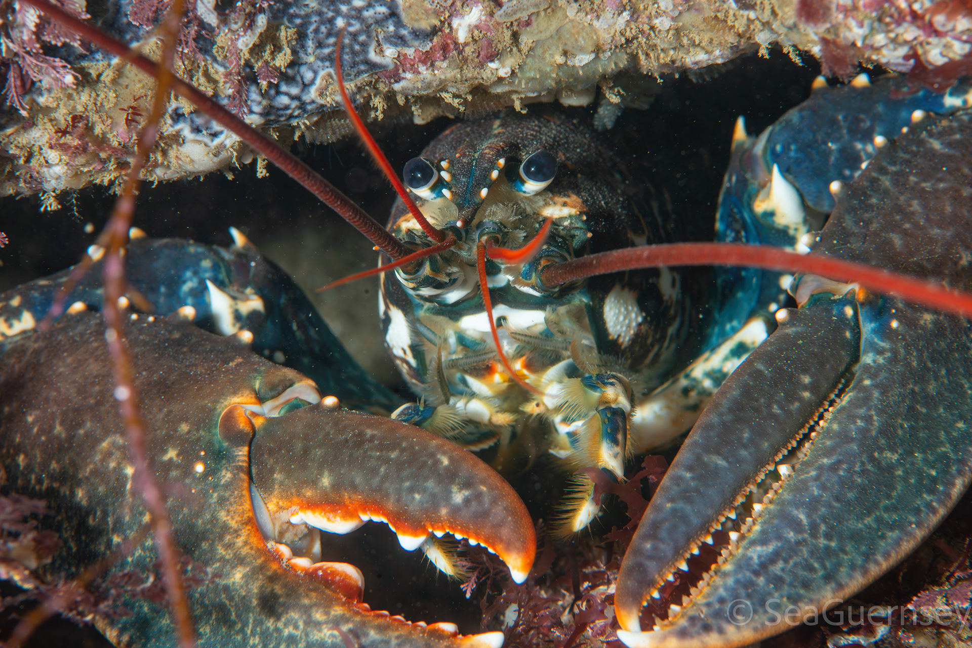 European lobster (Homarus gammarus), west coast of Guernsey