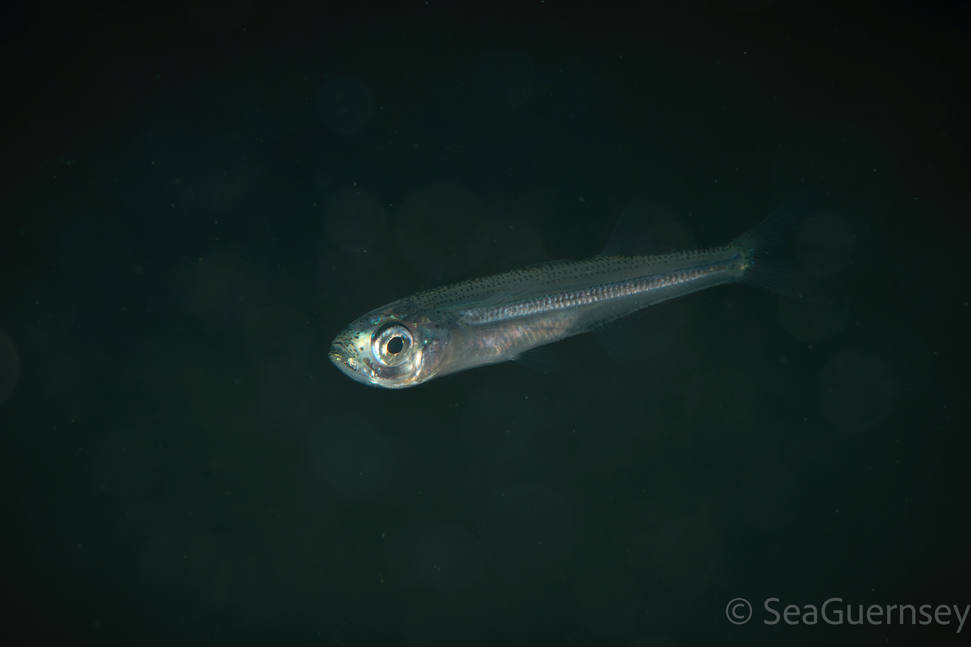 Sand smelt (Atherina presbyter), west coast of Guernsey