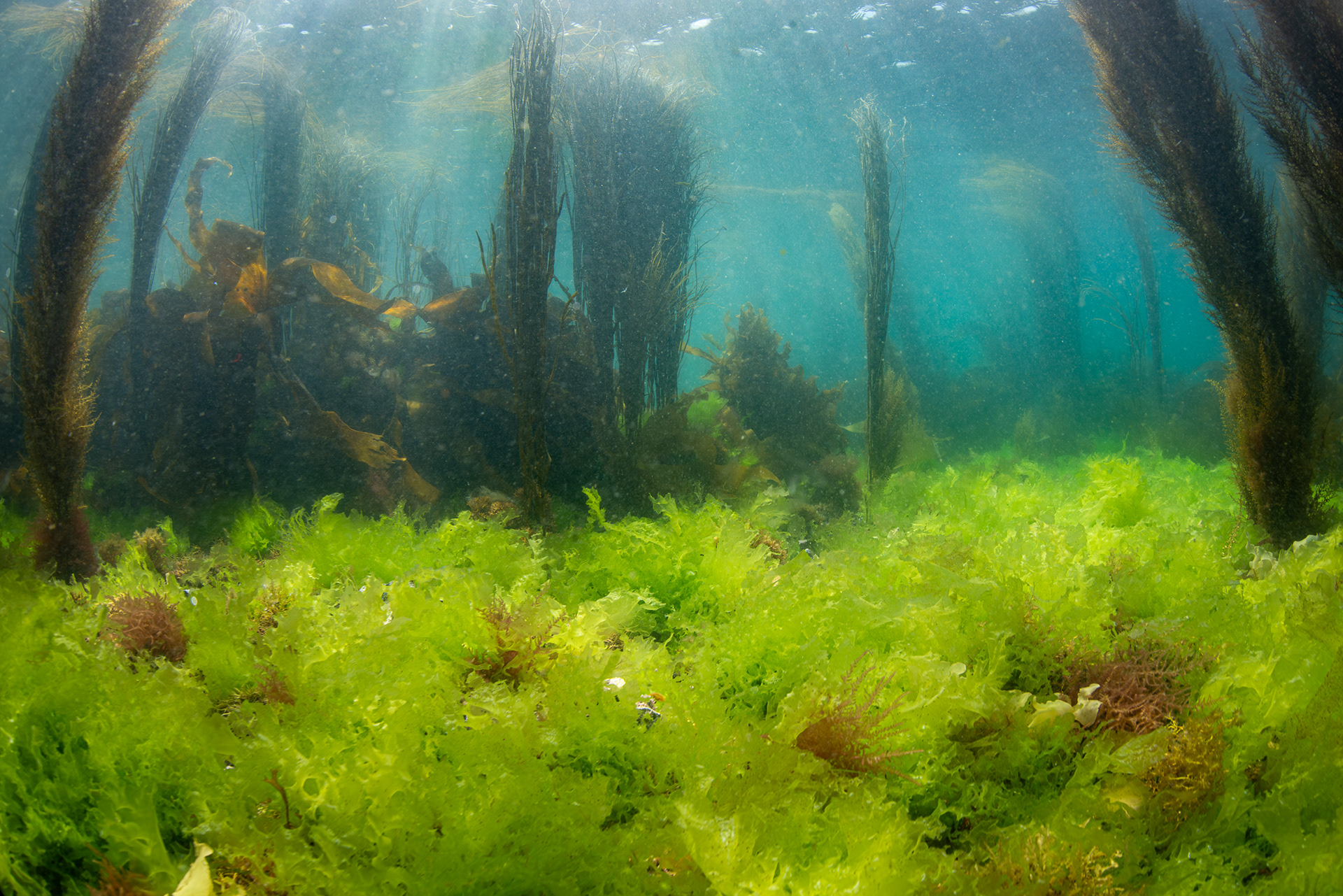 Sea lettuce (Ulva lactuca) in Frying Pan Bay (aka Longue Hougue South), Belle Grève Bay