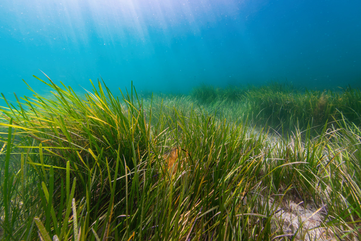Eelgrass (Zostera marina), west coast of Guernsey.
