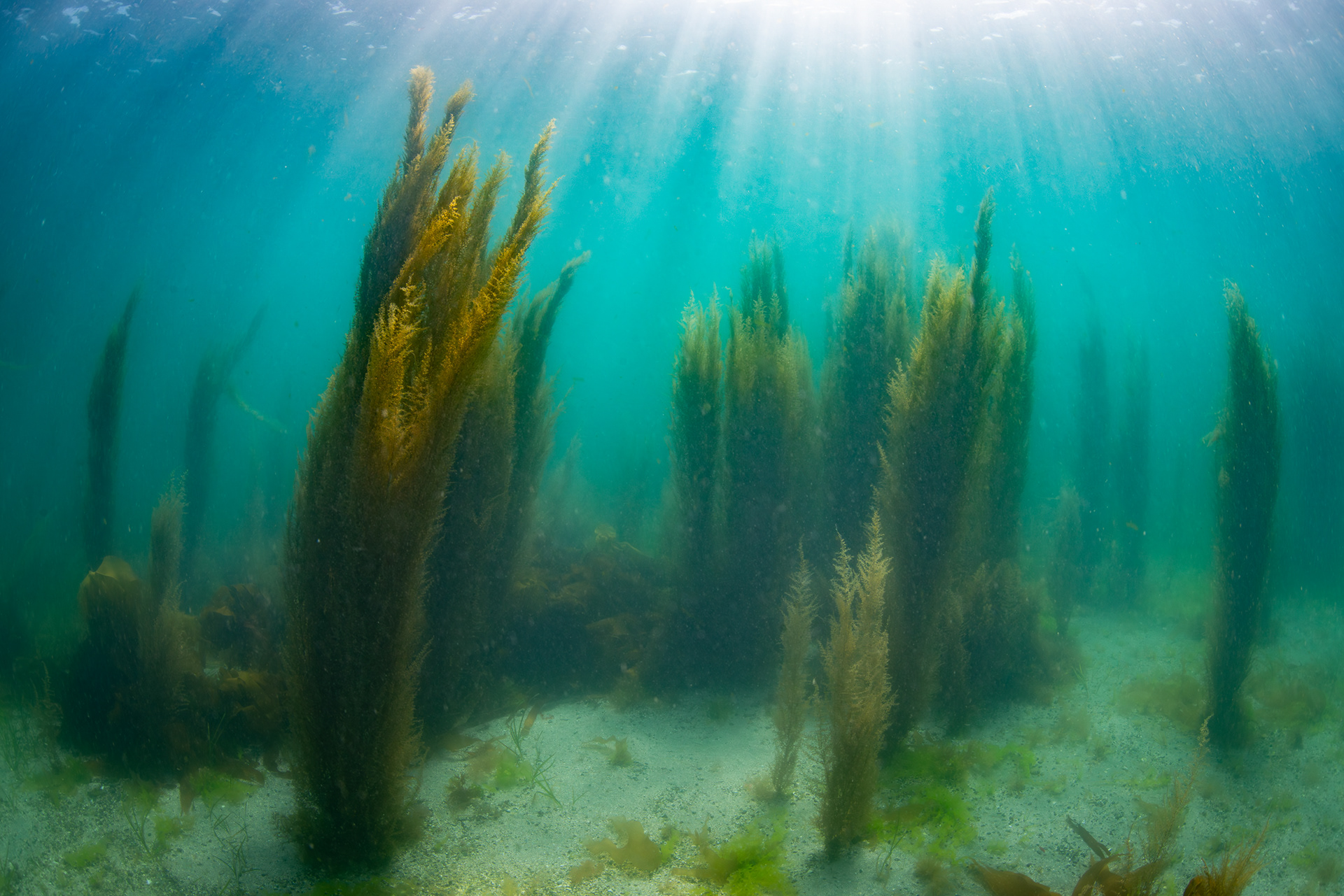  copse of wireweed (Sargassum muticum) in Frying Pan Bay (aka Longue Hougue South), Belle Greve Bay.