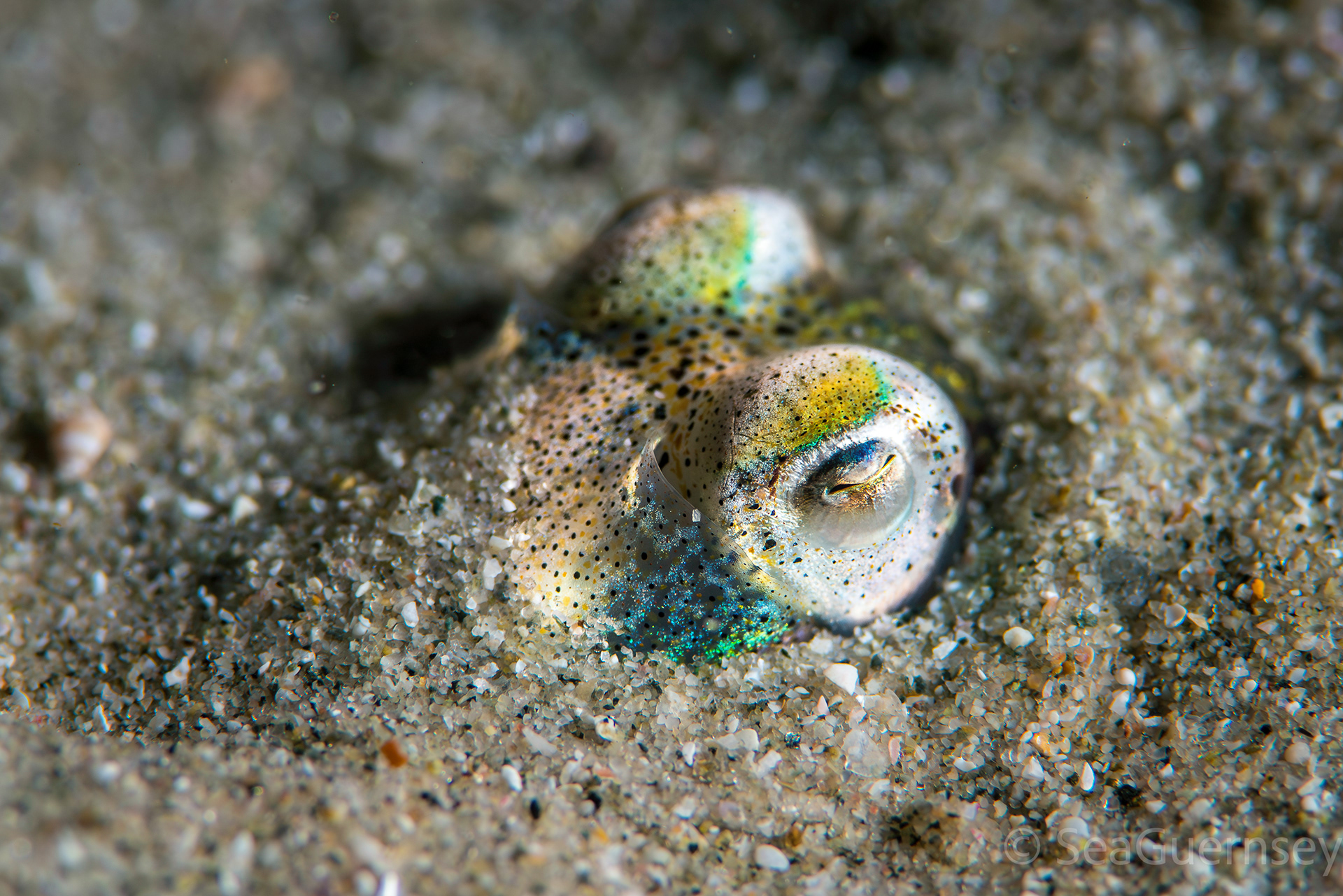Atlantic bobtail squid, aka little cuttle, (Sepiola atlantica), west coast of Guernsey