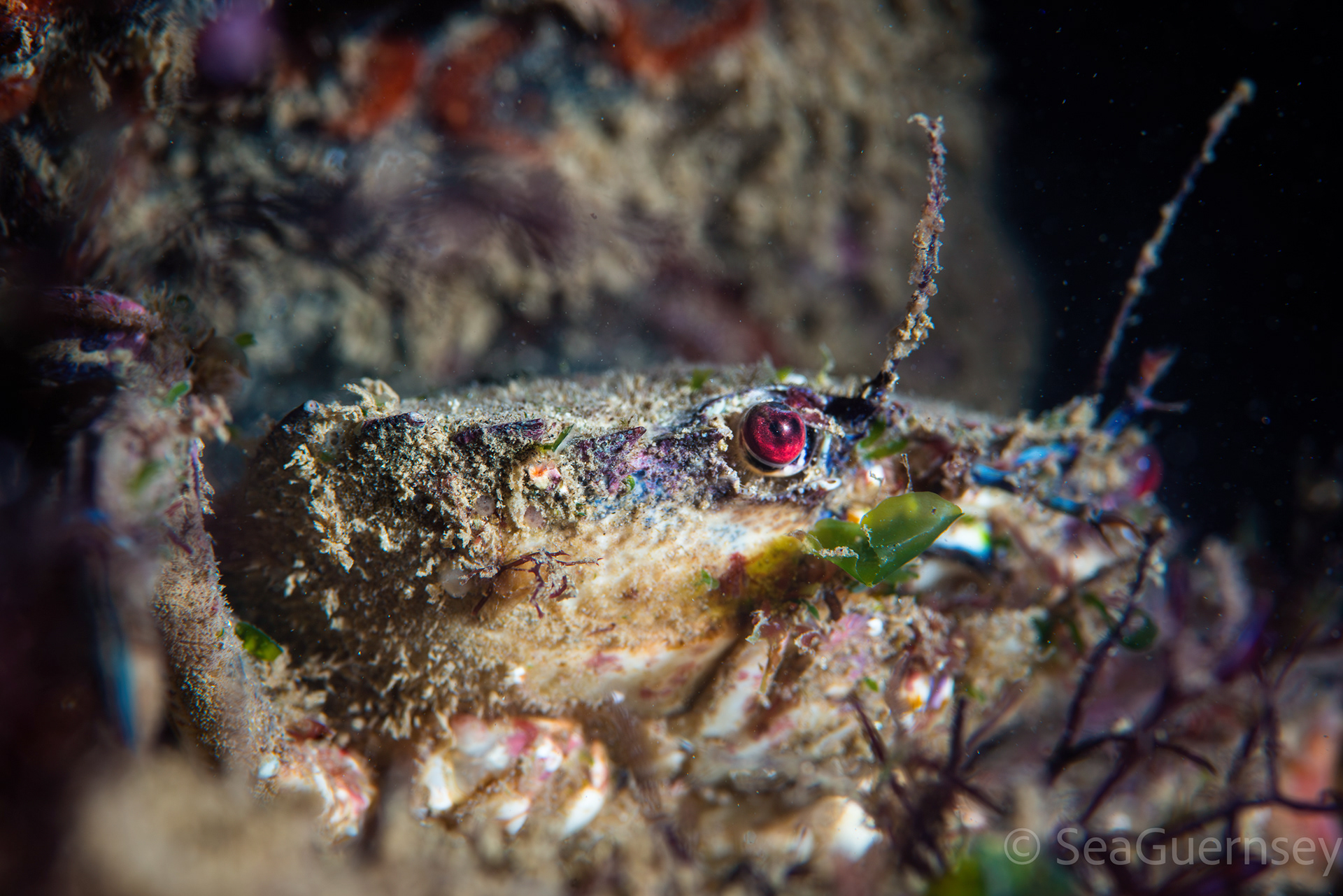 Velvet swimming crab (Necora puber), west coast of Guernsey