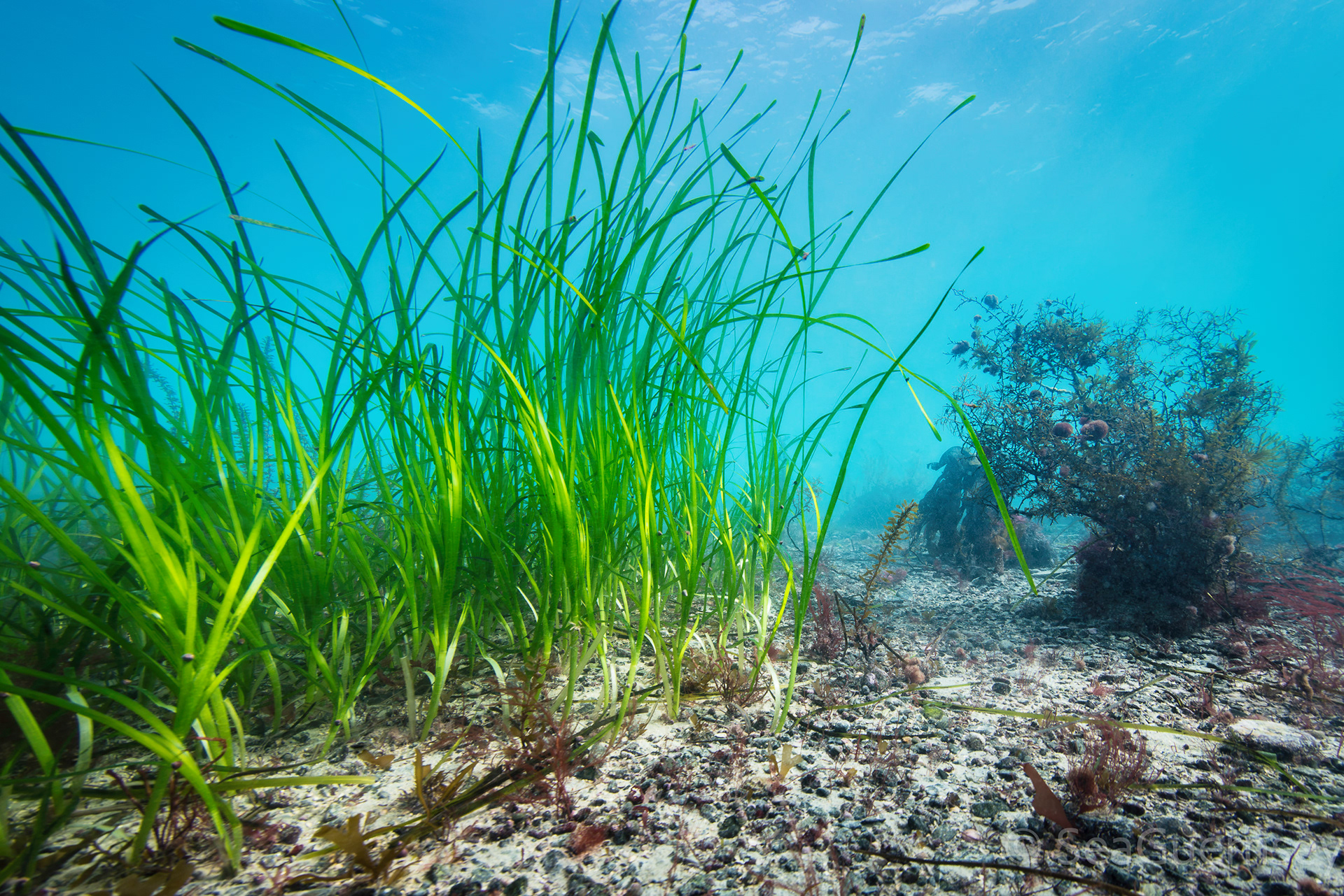 Edge of an eelgrass (Zostera marina) meadow, Longue Hougue South, Belle Grève Bay.