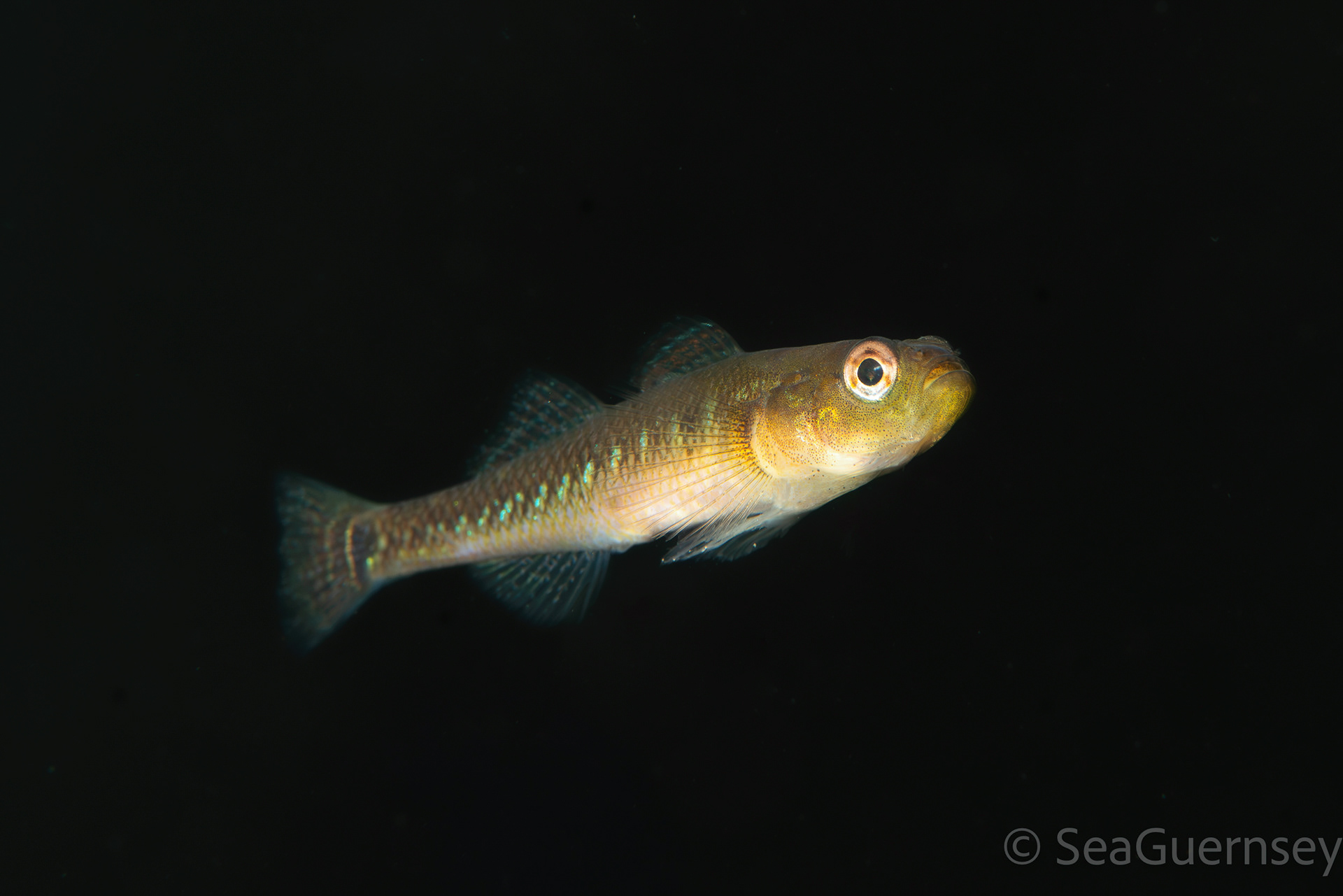Two spotted goby (Gobiusculus flavescens), west coast of Guernsey