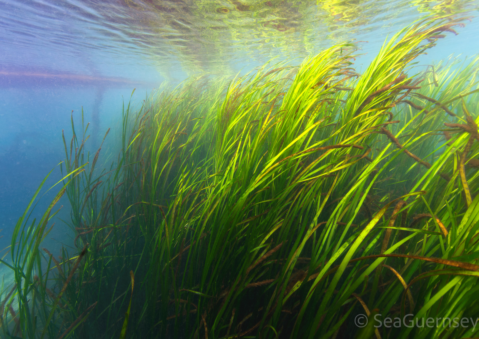 Large dense eelgrass (Zostera marina) beds off Herm