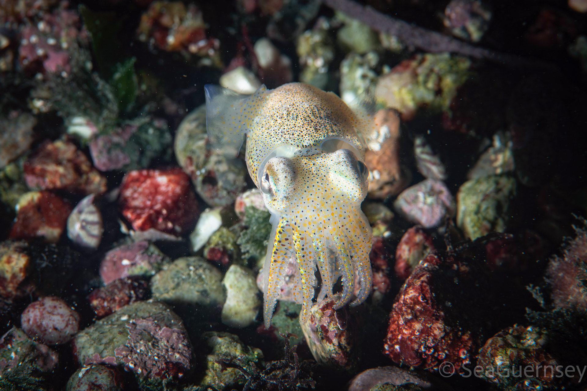 Atlantic bobtail squid, aka little cuttle, (Sepiola atlantica), west coast of Guernsey