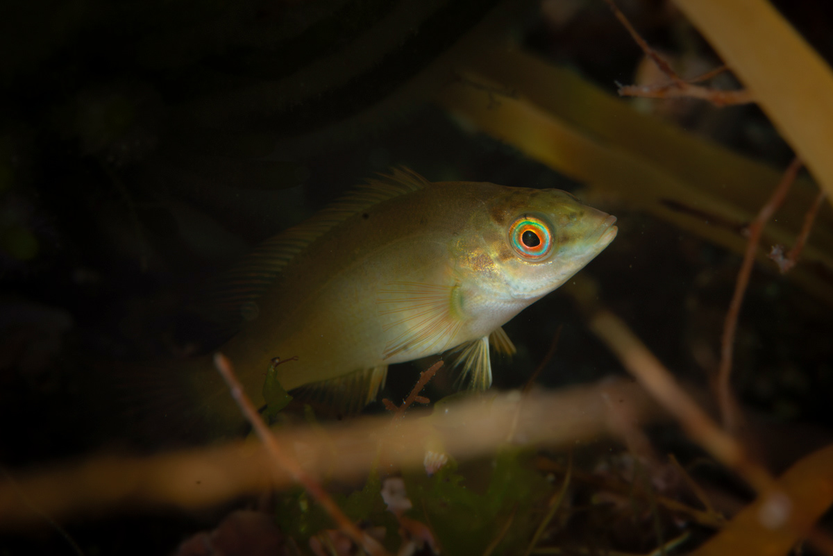Wrasse sp, west coast of Guernsey.