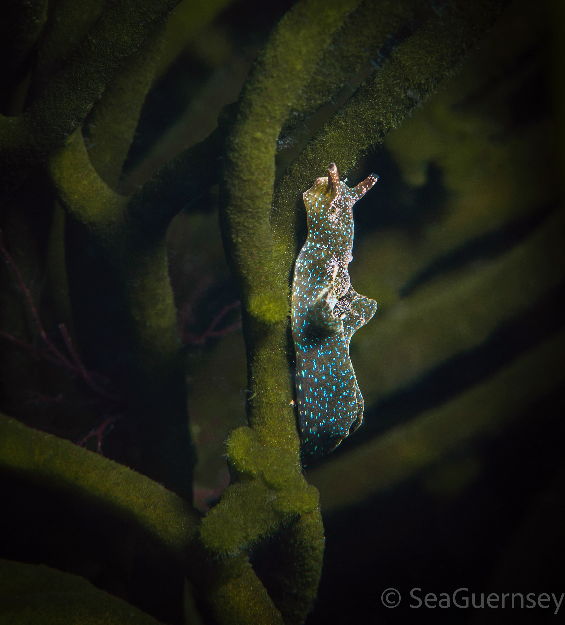 Solar powered sea slug (Elysia viridis), west coast of Guernsey