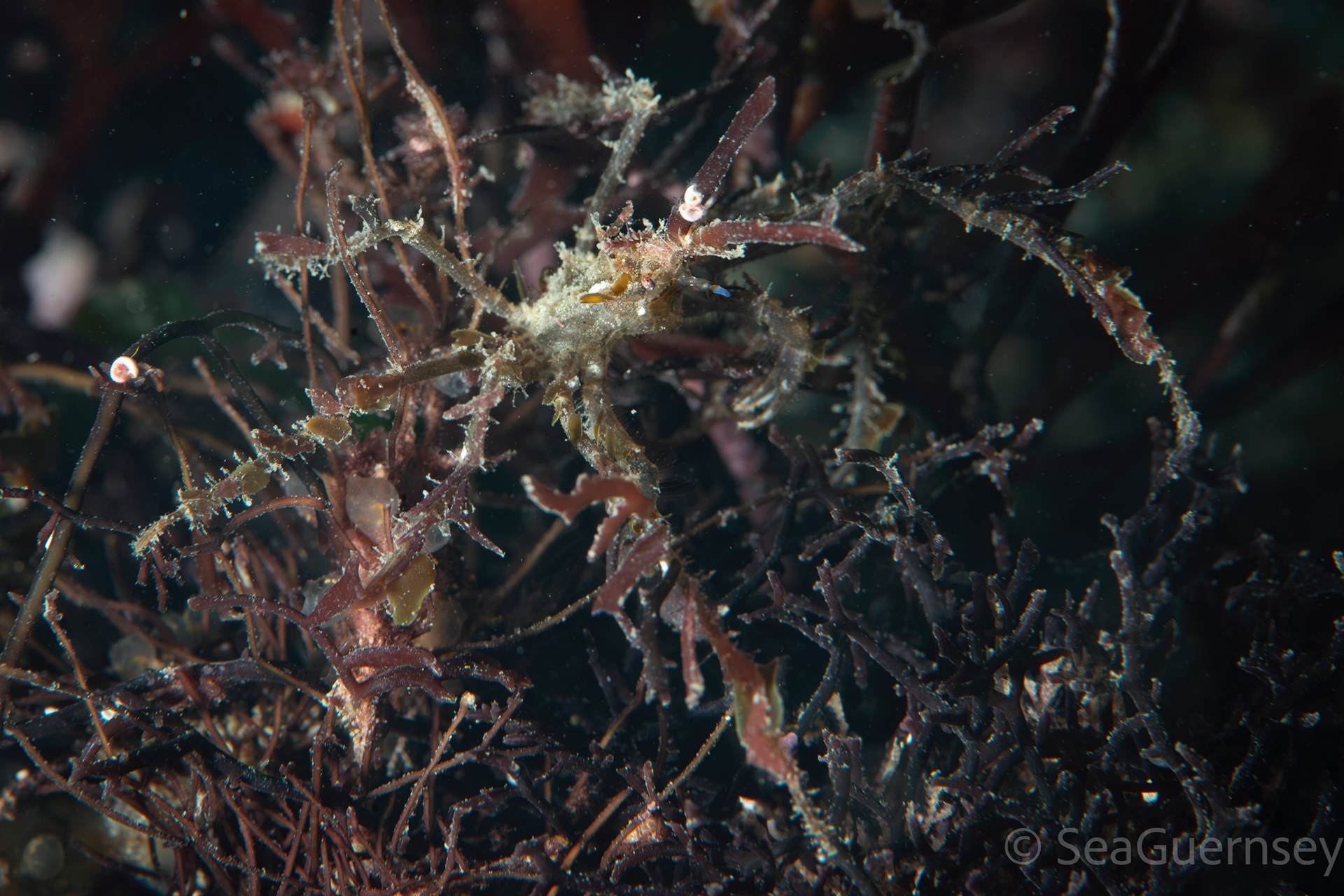 Long-legged spider crab (Macropodiae), west coast of Guernsey