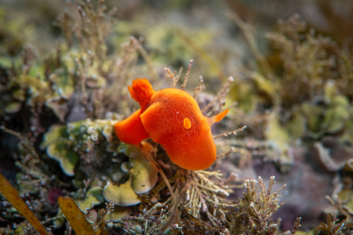 Gargamella rosi (previously known as Discodoris rosi) a type of nudibranch, west coast of Guernsey.