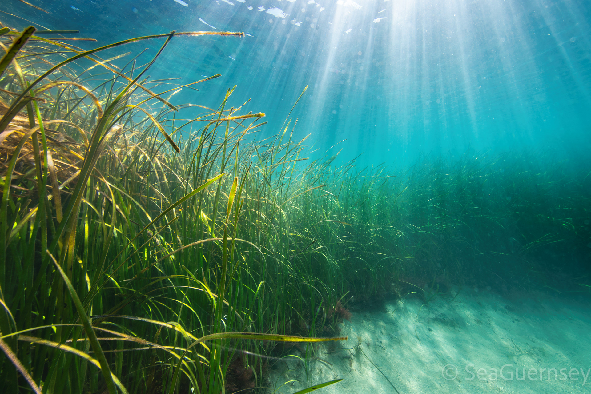 Eelgrass (Zostera marina) meadow, the Humps, Herm.