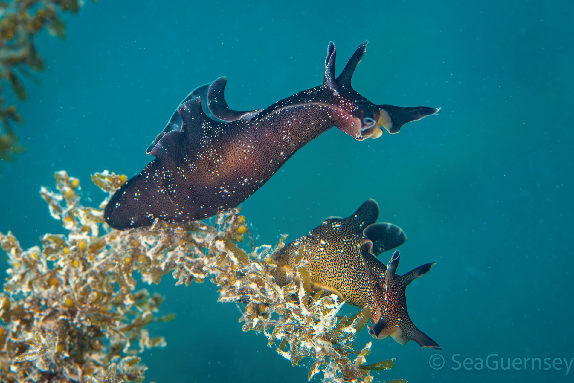 Sea hare (Aplysia punctata), west coast of Guernsey