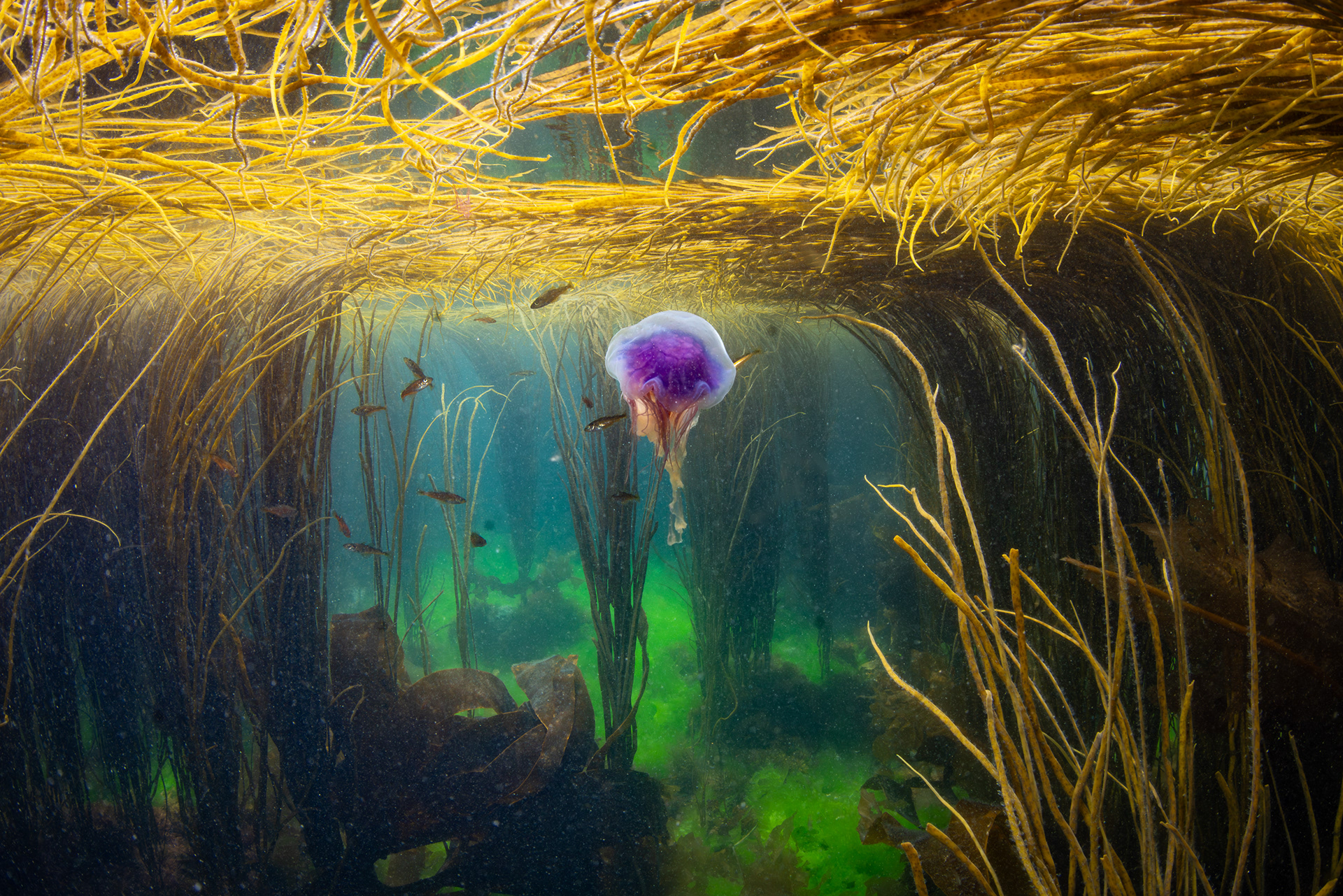 A blue jellyffish (Cyanea lamarckii) and some juvenile pollock (Pollachius pollachius) amongst a forest of thongweed and other seaweeds,  in Frying Pan Bay (aka Longue Hougue South), Belle Grève Bay