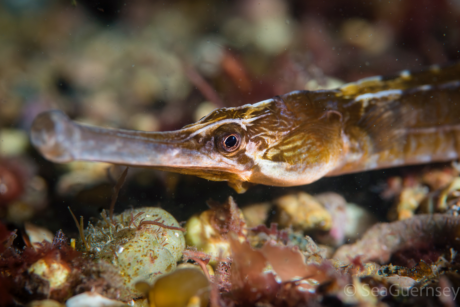 Greater pipefish (Syngnathus acus), west coast of Guernsey