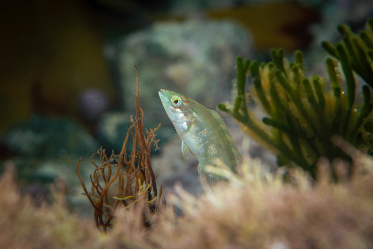 Wrasse sp, west coast of Guernsey.