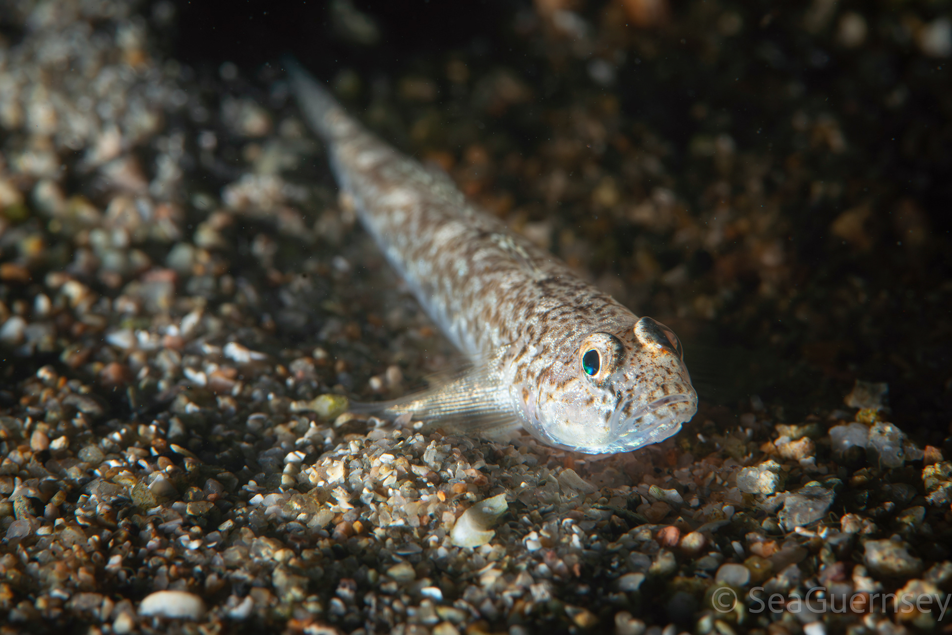 A small Goby - possibly a Sand goby (Pomatoschistus minutus), west coast of Guernsey