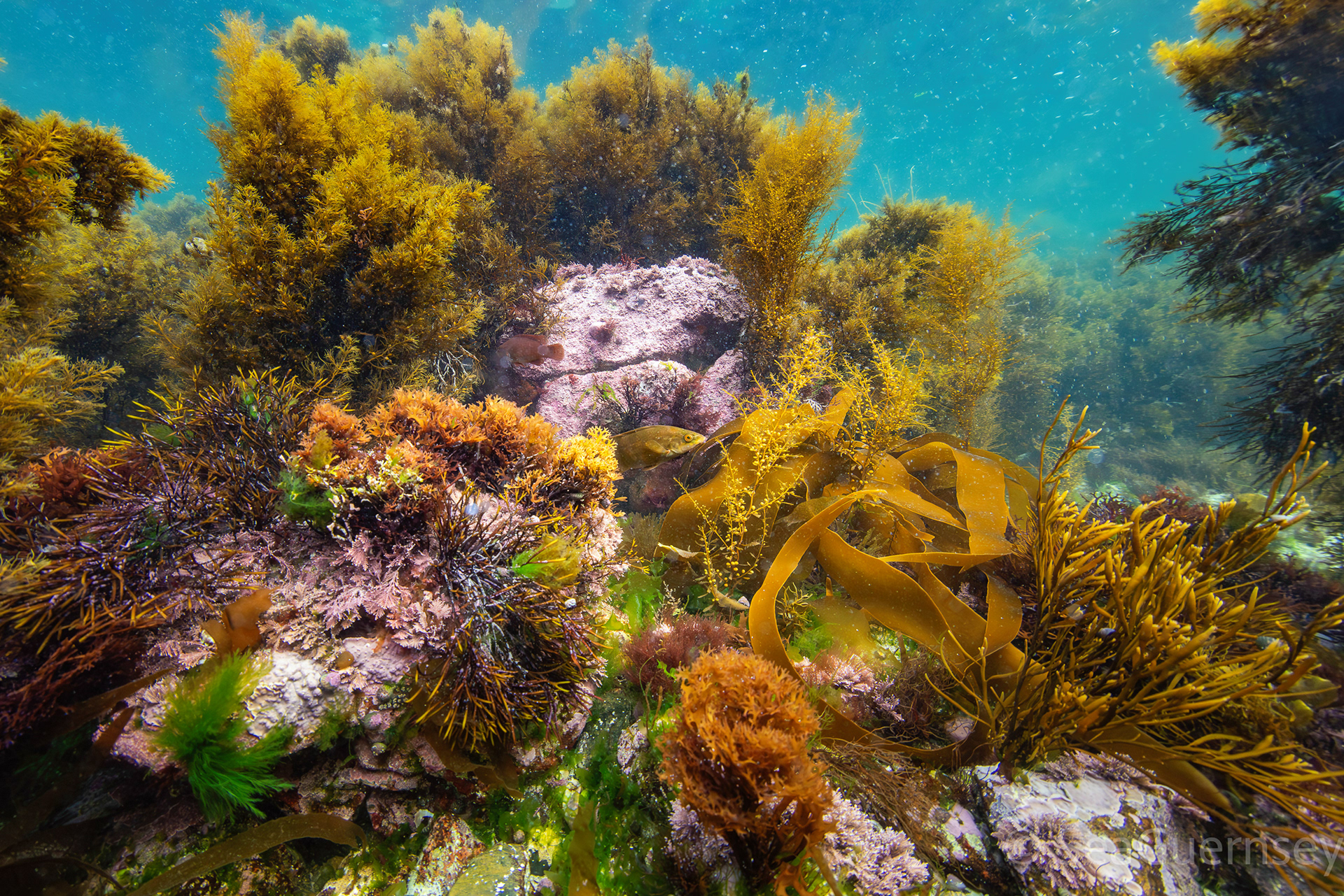 Mixed brown, red and green seaweeds and a Ballan wrasse, west coast of Guernsey.
