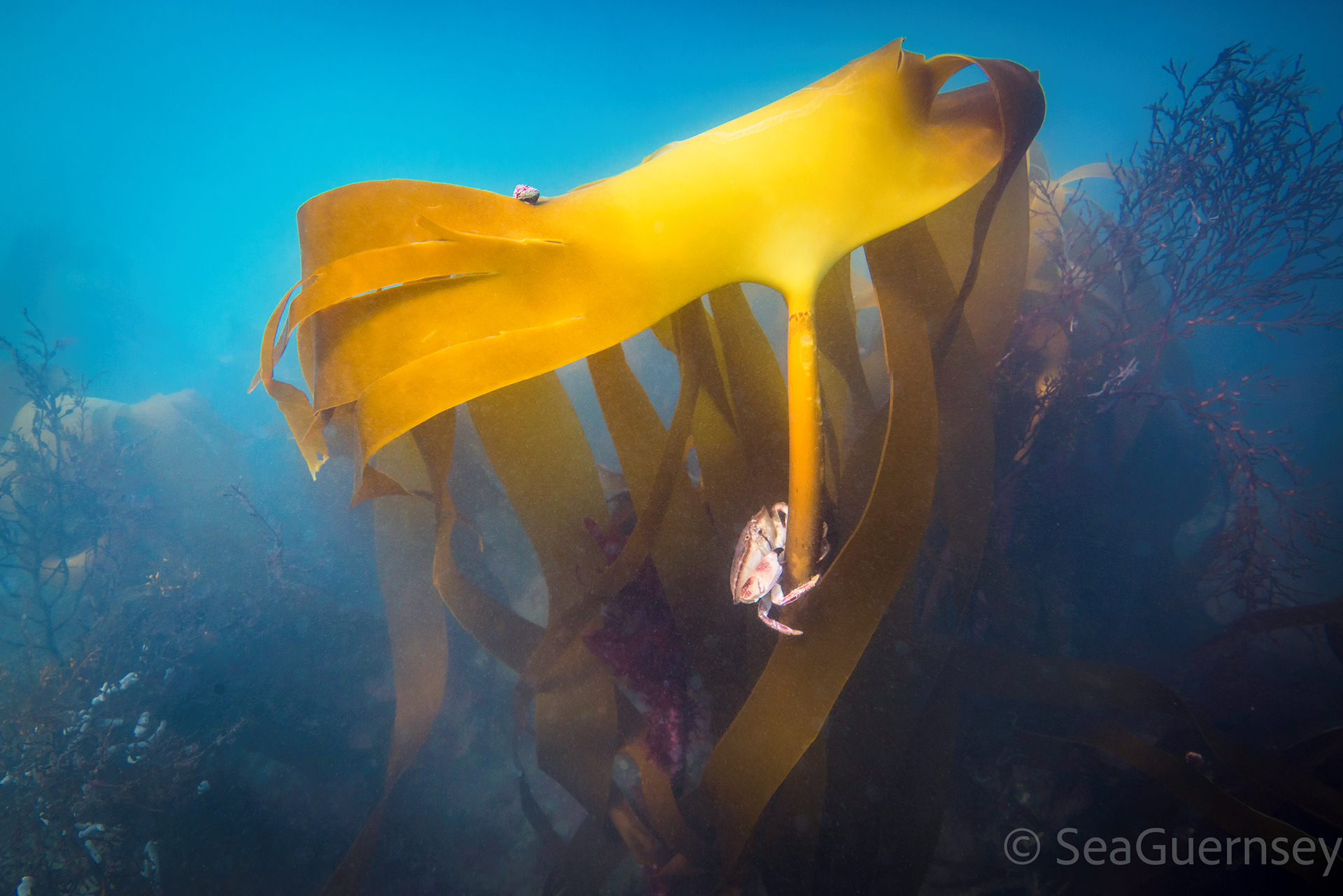 Chancre (Cancer pagurus) on golden kelp (Laminaria ochroleuca), Belle Grève Bay