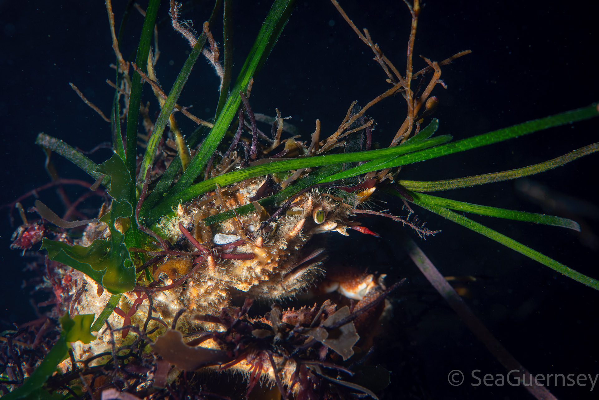 Spiny spider crab (Maja squinado), west coast of Guernsey