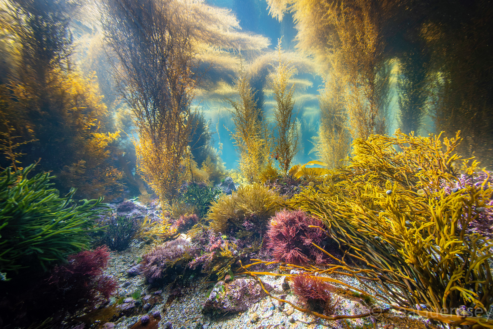 Mixed brown, red and green seaweeds in a forest of Wireweed (Sargassum muticum)