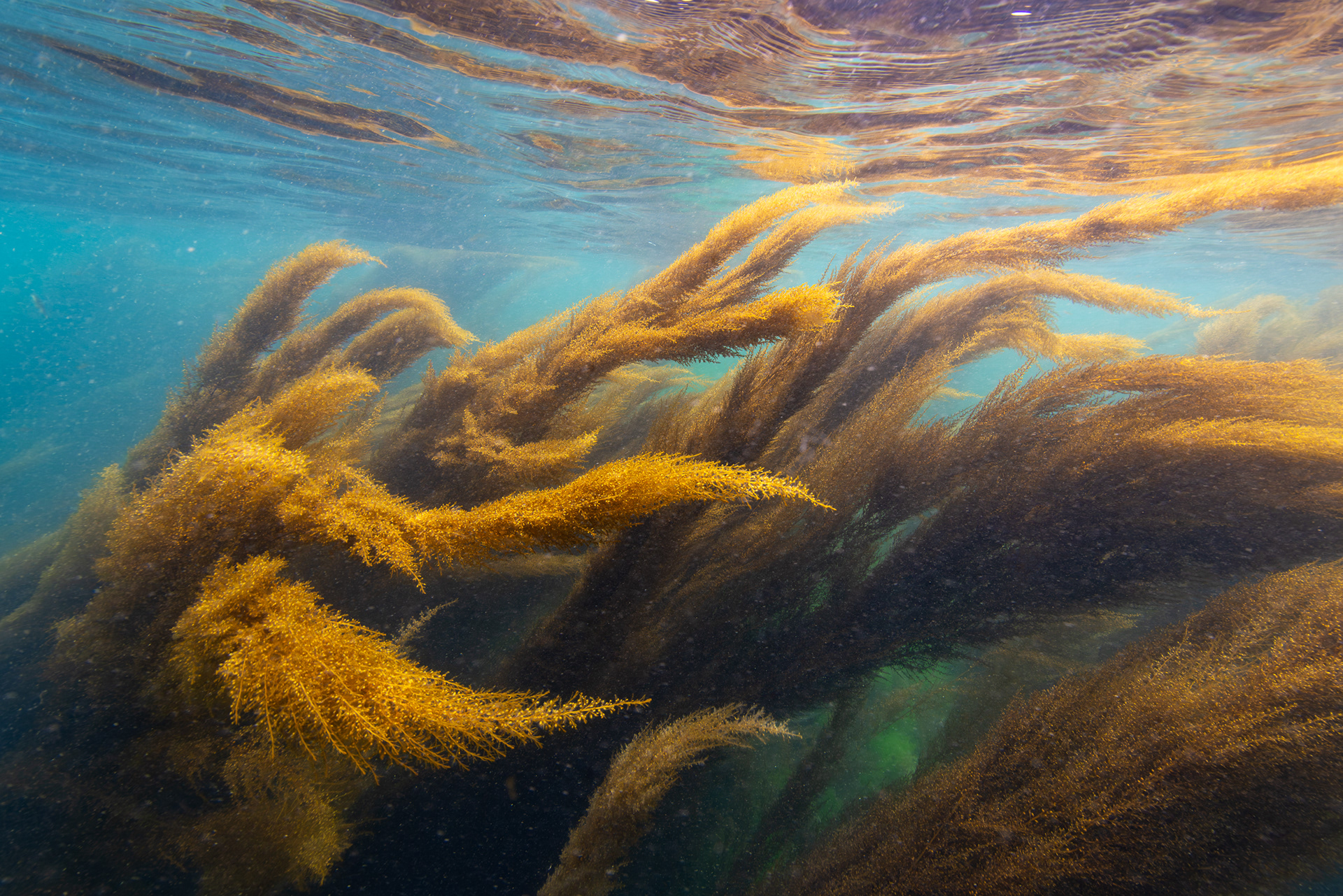 Wireweed (Sargassum muticum), swaying in the current, in Frying Pan Bay (aka Longue Hougue South), Belle Grève Bay