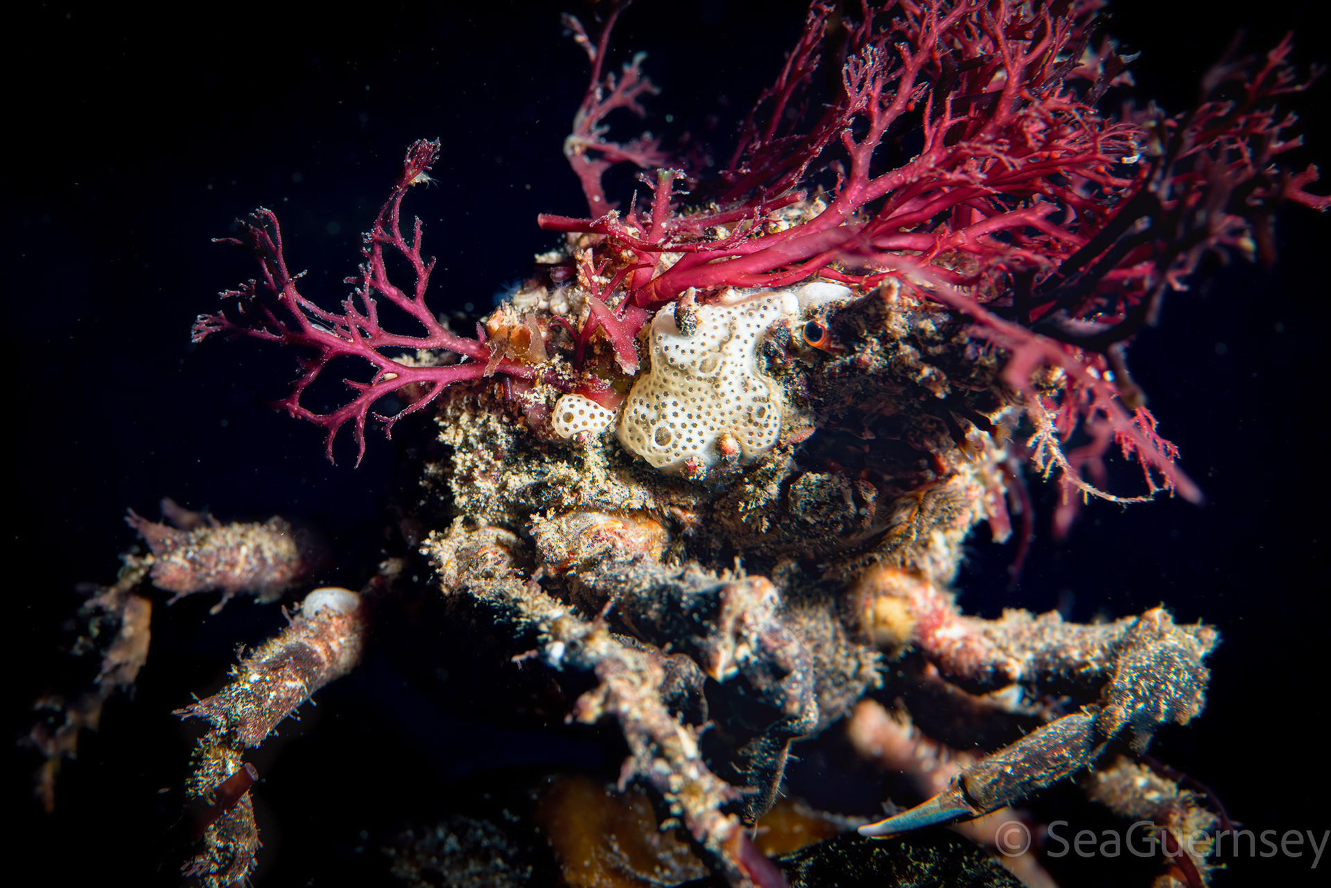 Great spider crab (Hyas araneus), west coast of Guernsey