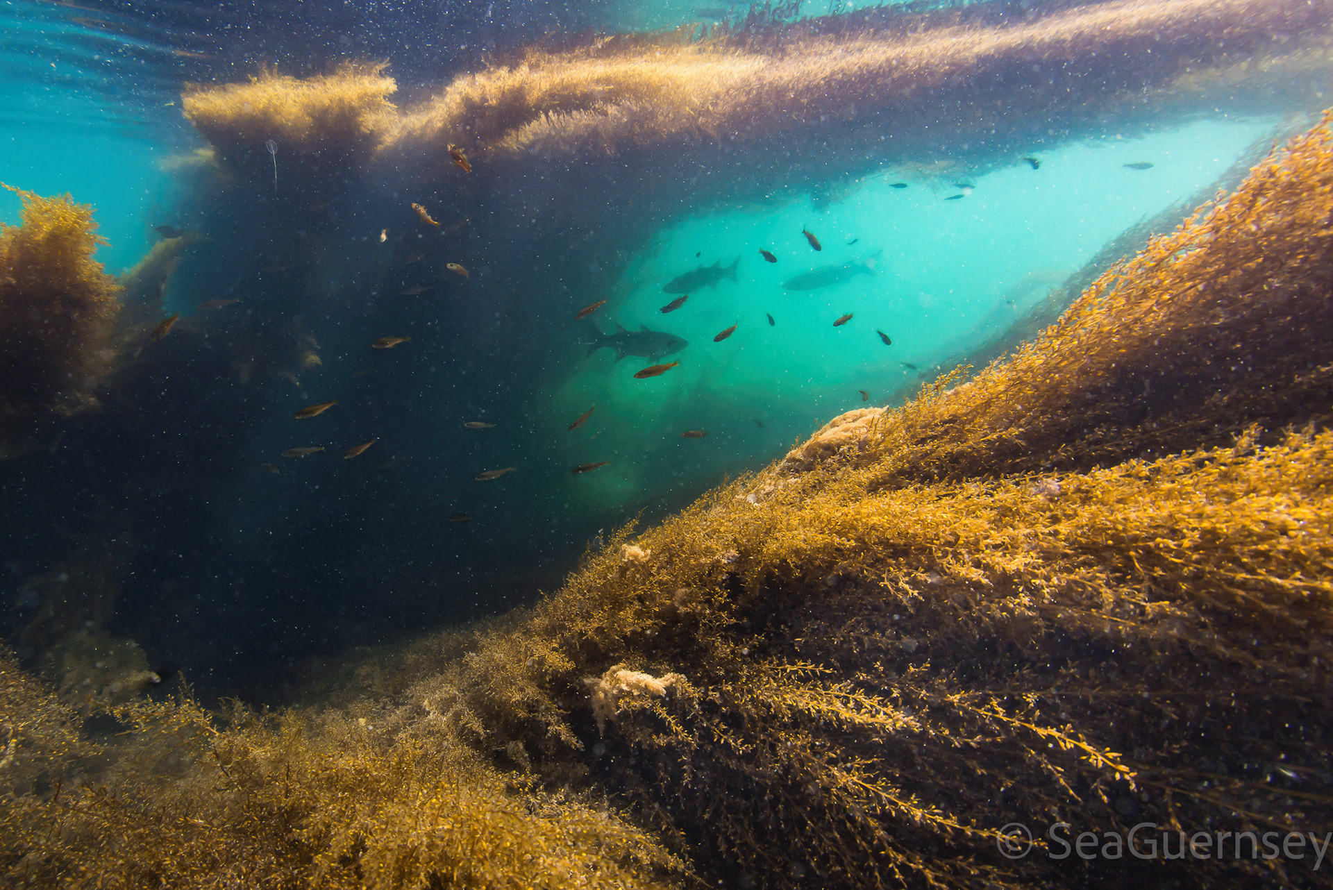 Juvenile pollok and grey mullet hanging out in a forest of large sargassum, west coast of Guernsey