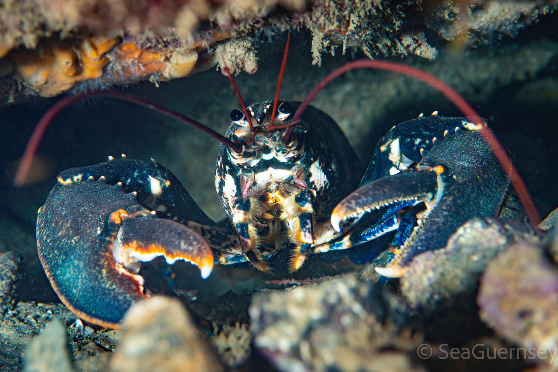 European lobster (Homarus gammarus), west coast of Guernsey