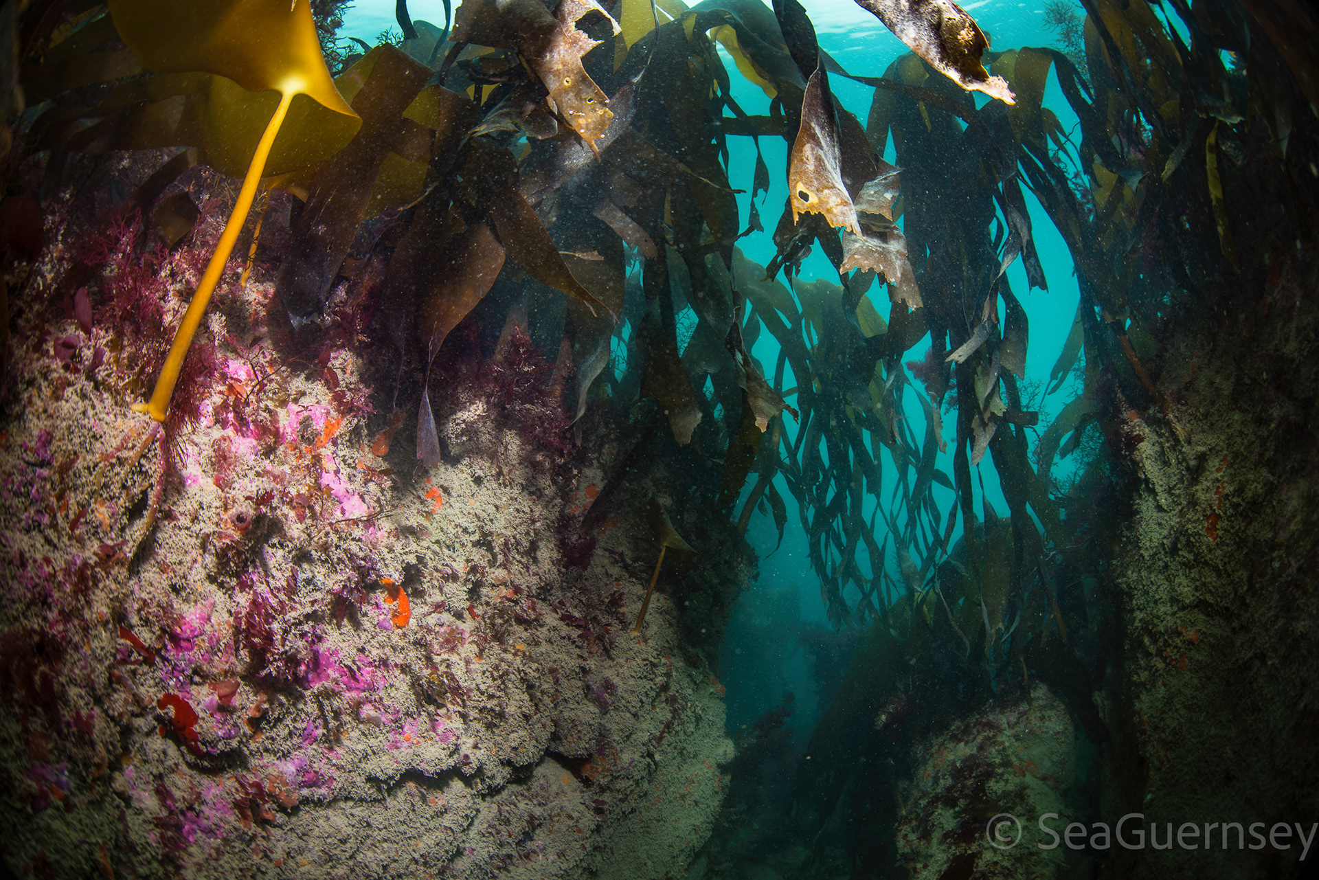 Gully walls covered in sessile animal life, under a kelp forest., in Belle Grève Bay.