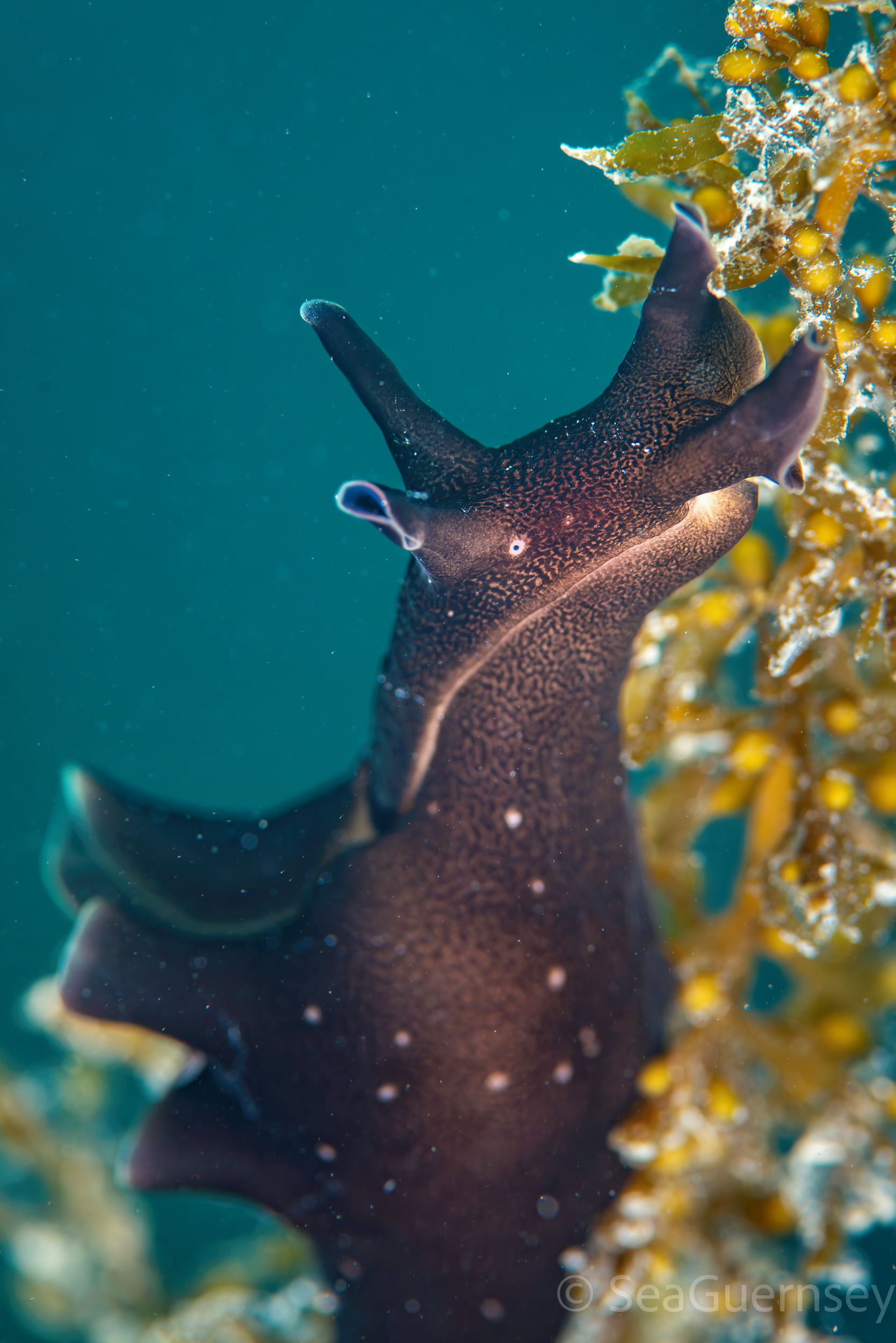 Sea Hare (Aplysia punctata), west coast of Guernsey