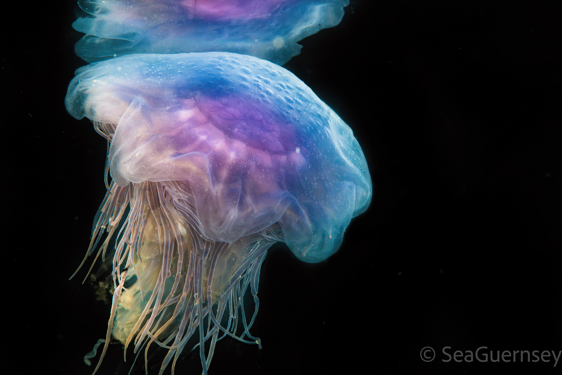 Blue jellyfish (Cyanea lamarckii), Belle Grève Bay