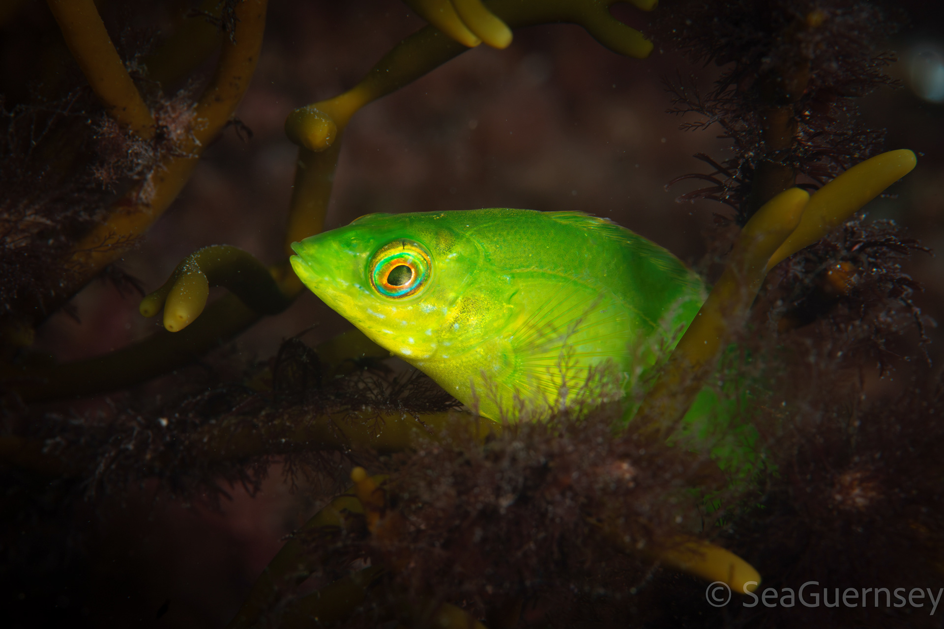 Juvenile ballan wrasse (Labrus bergylta), west coast of Guernsey
