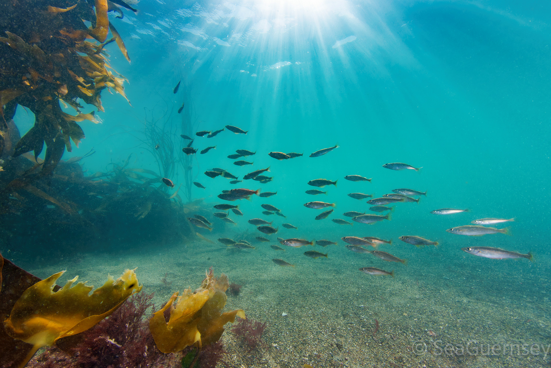 A school of juvenile pollok (Pollachius pollachius) near a kelp covered reef,, west coast of Guernsey 