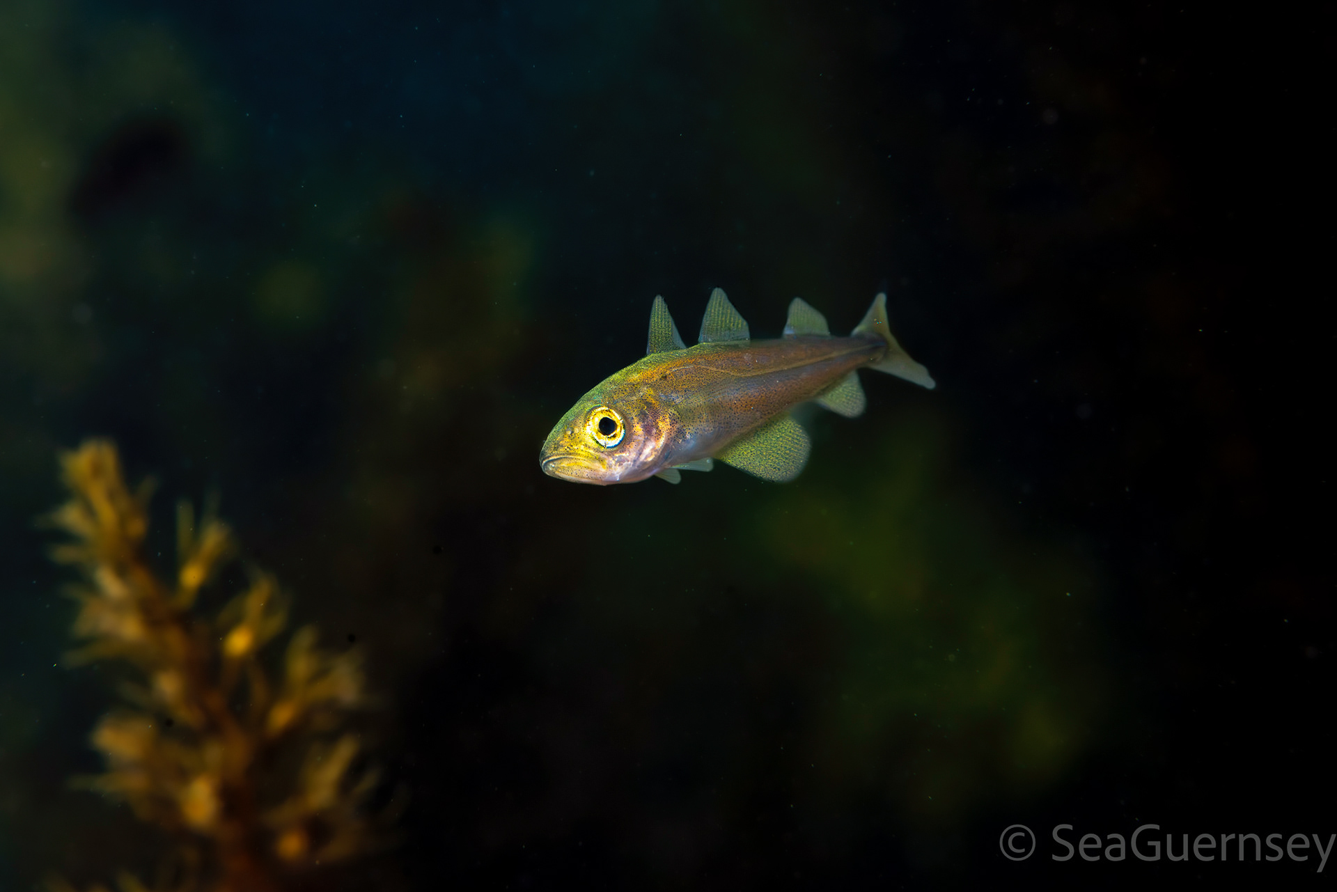 Juvenile pollok (Pollachius pollachius), west coast of Guernsey