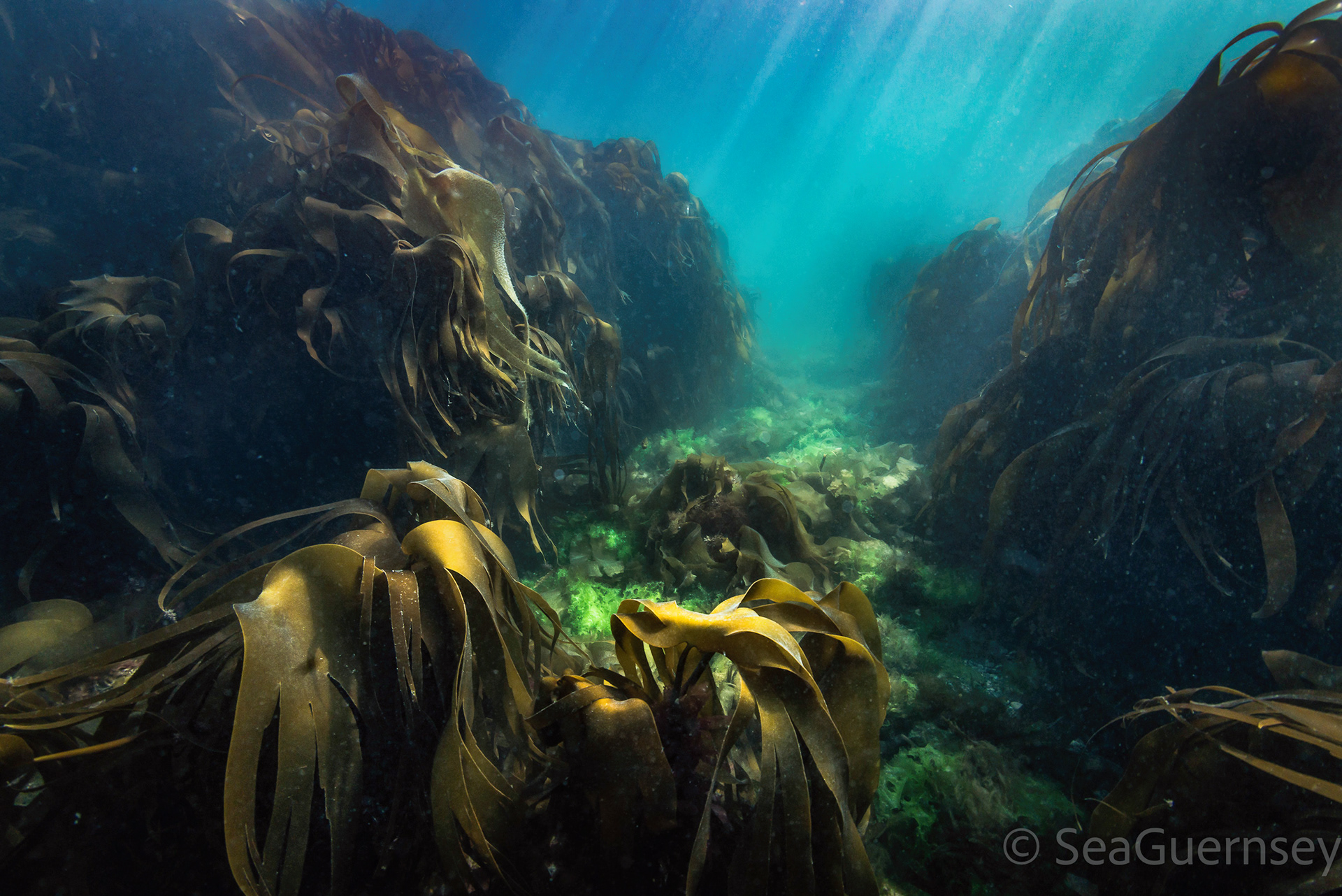 Kelps in rocky gully on Guernsey's south coast