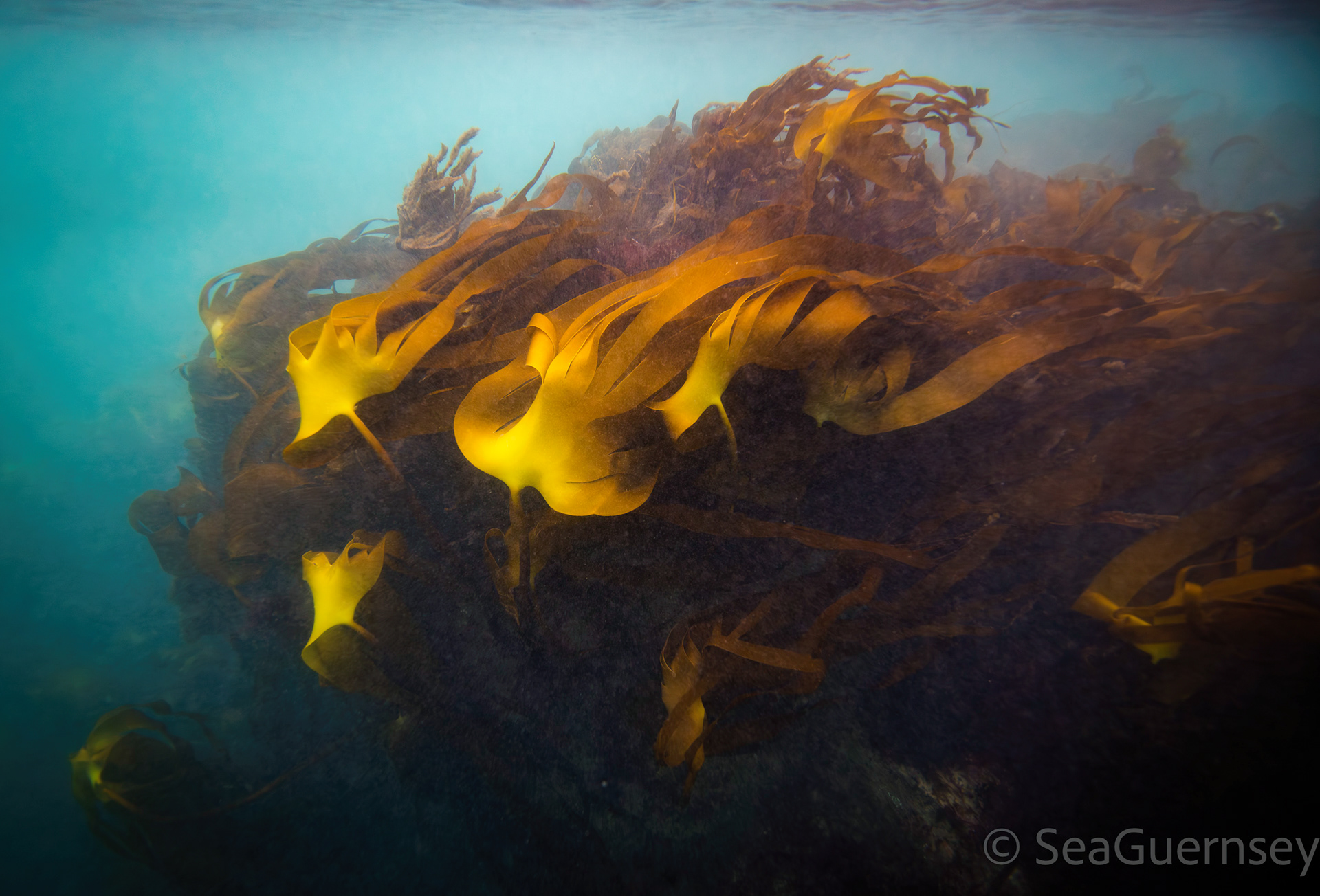 Golden Kelp (Laminaria ochroleuca), in Belle Grève Bay