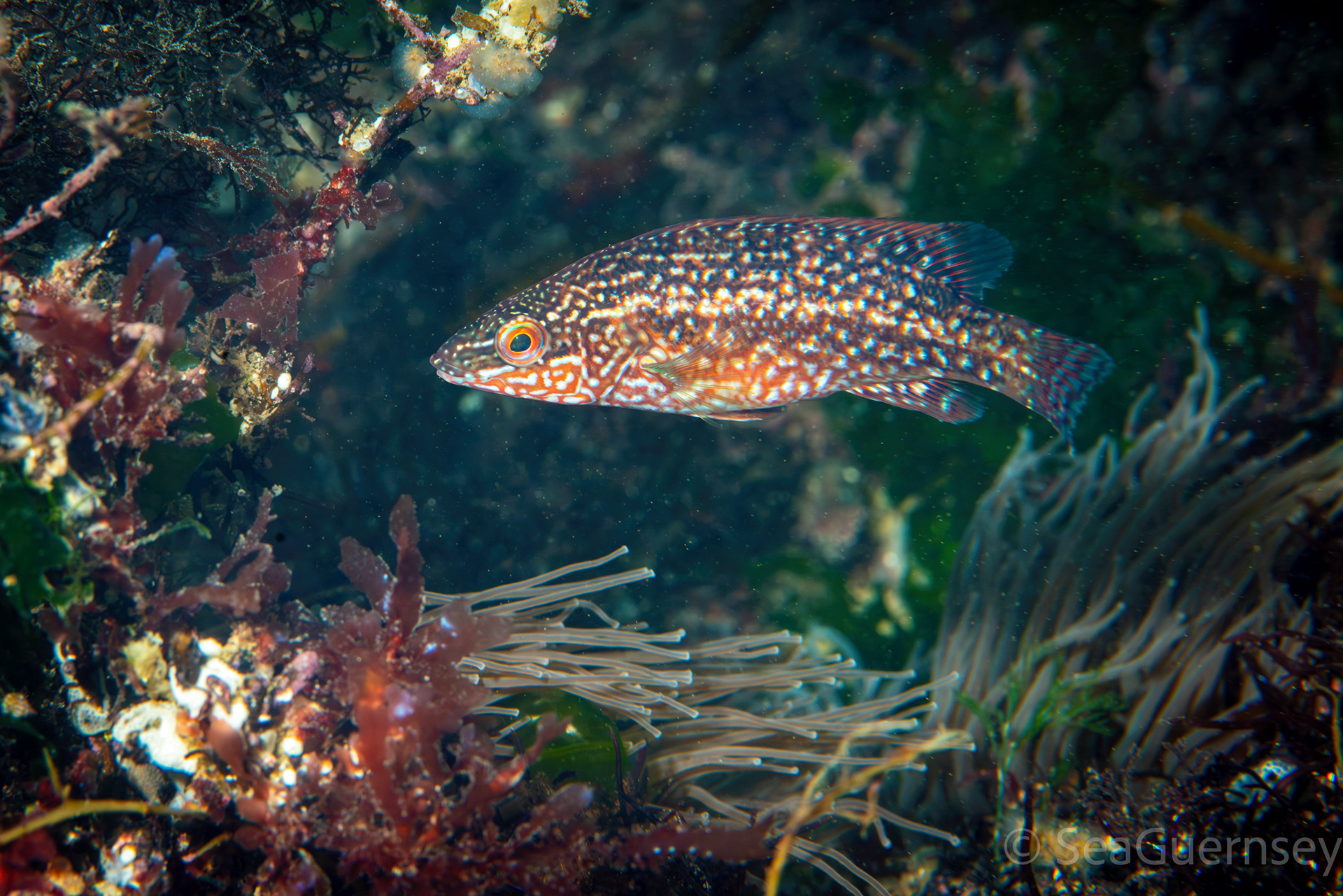 Juvenile ballan wrasse (Labrus bergylta), west coast of Guernsey