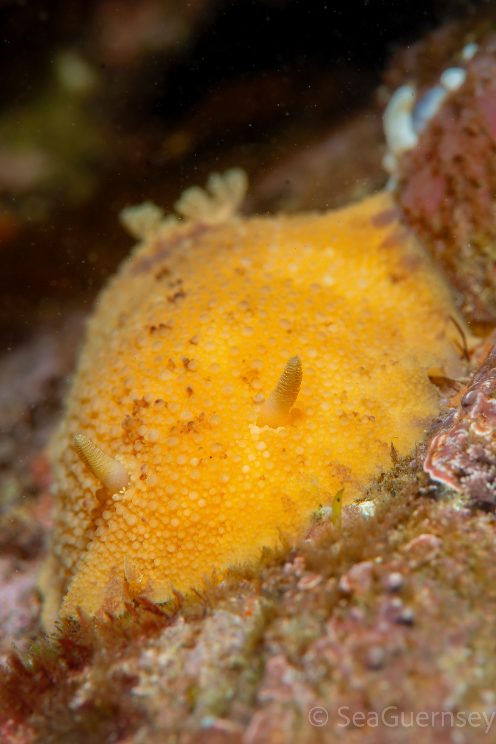 Sea Lemon (Doris pseudoargus), west coast of Guernsey