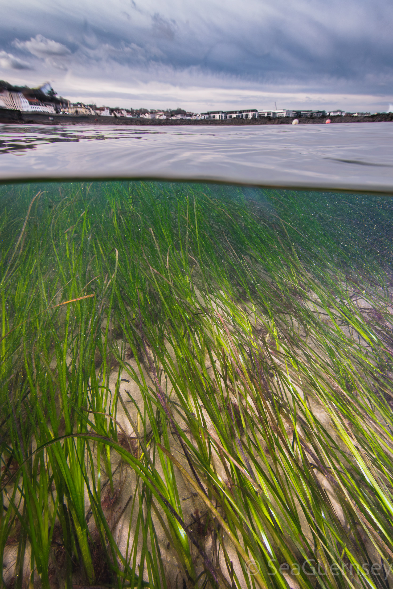 Eelgrass (Zostera marina) in Belle Grève Bay