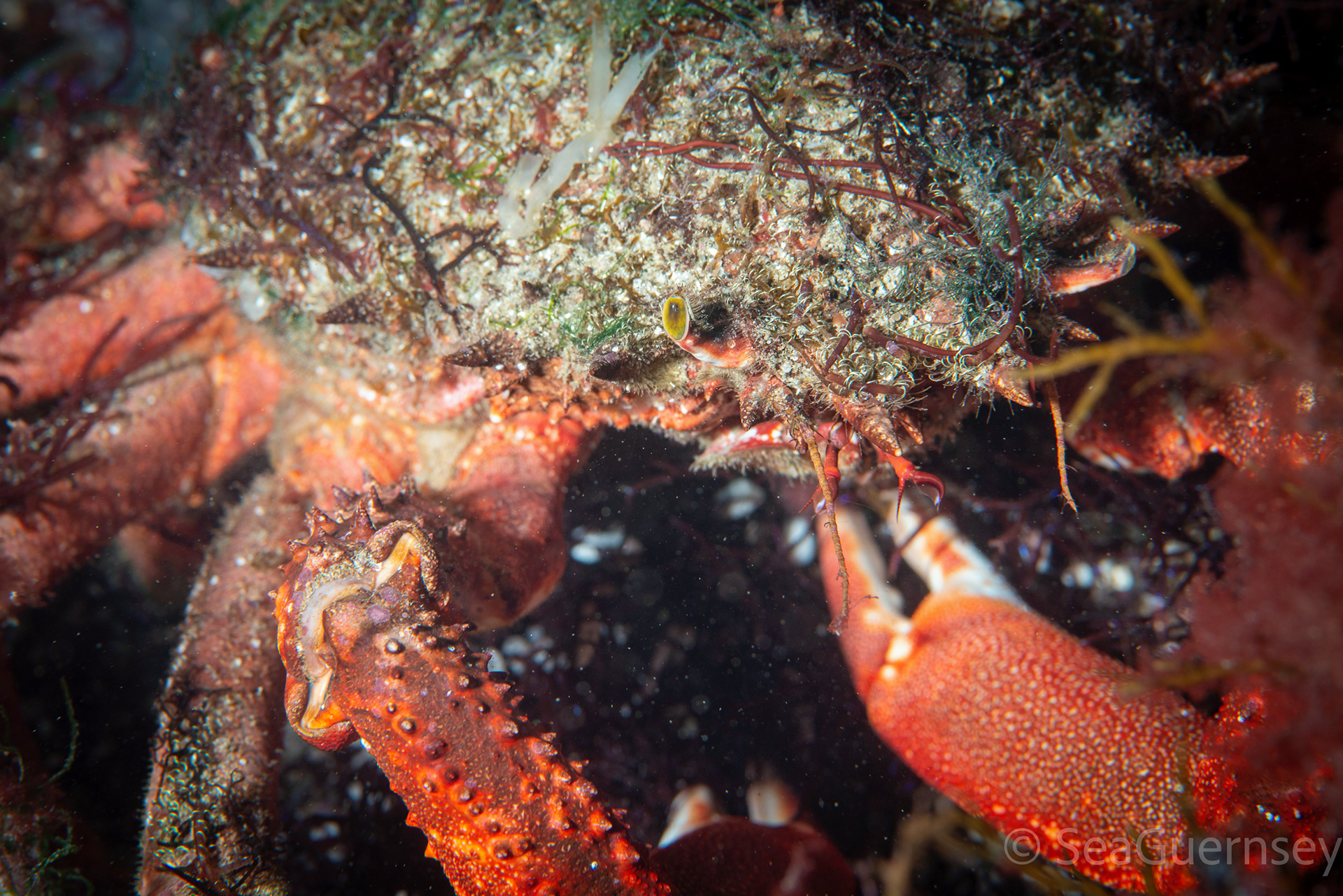 Spiny spider crab (Maja squinado), west coast of Guernsey
