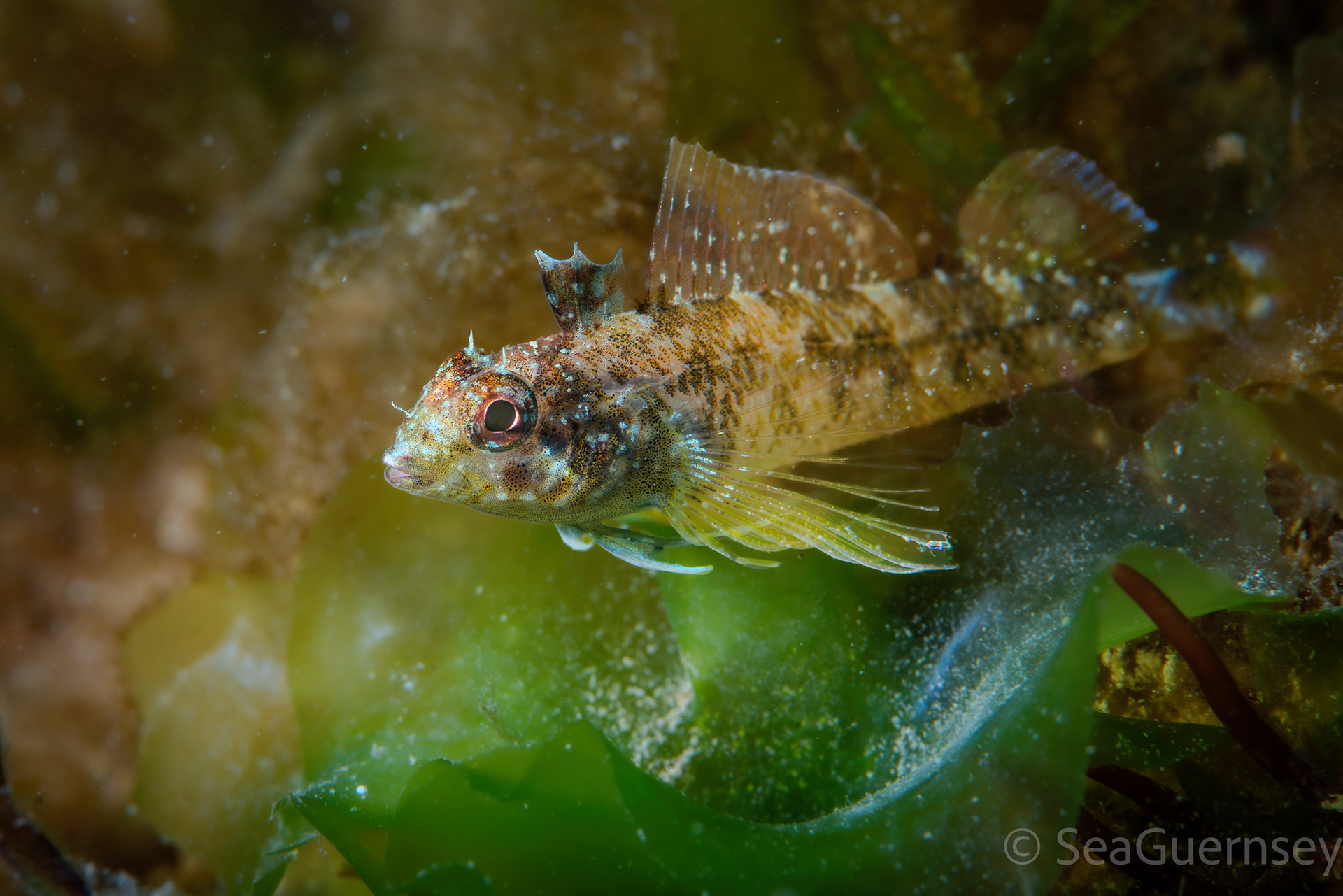 Black-faced blenny (Tripterygion delaisi), west coast of Guernsey