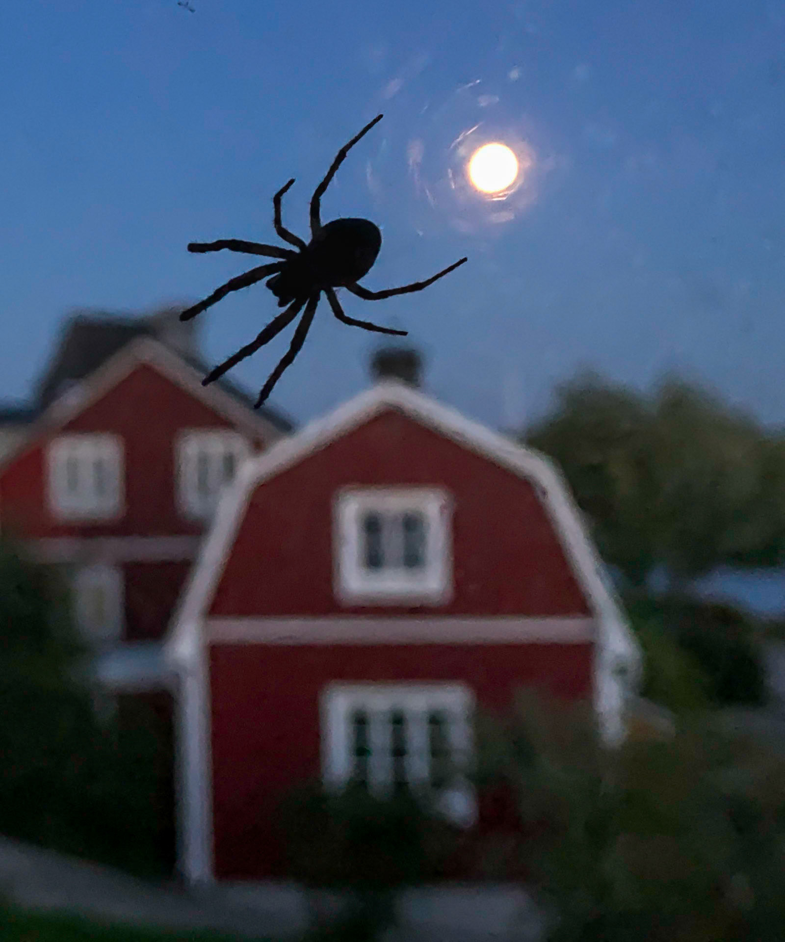 Our 8-legged friends, there are lots of them at Rönnskär
