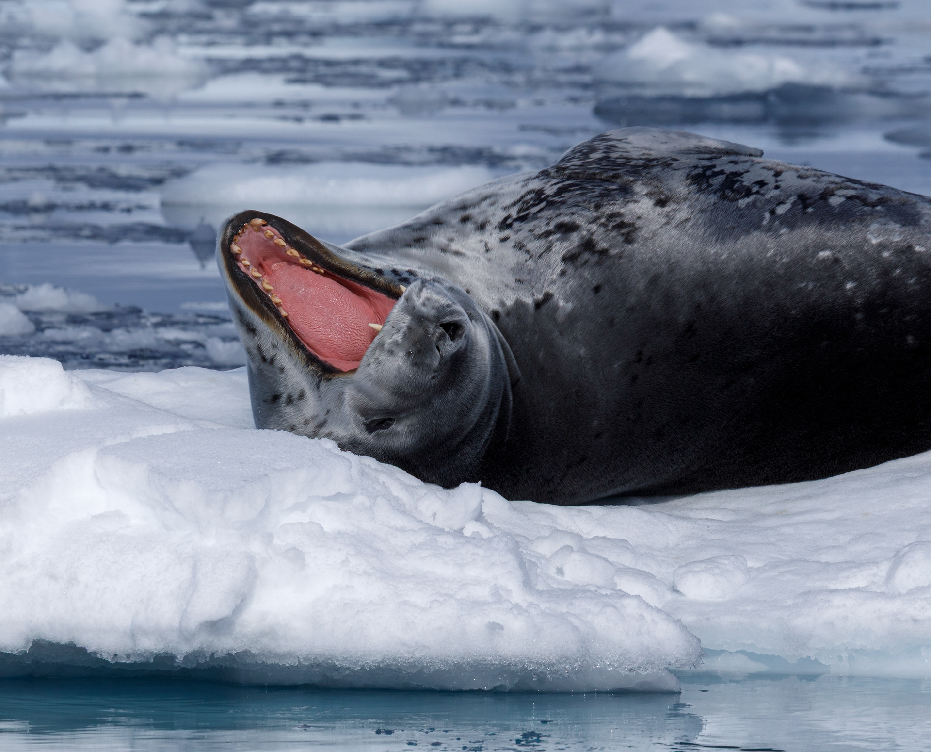 Leopard seal