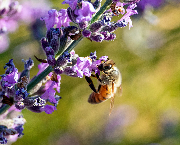 Honeybee in Turkey